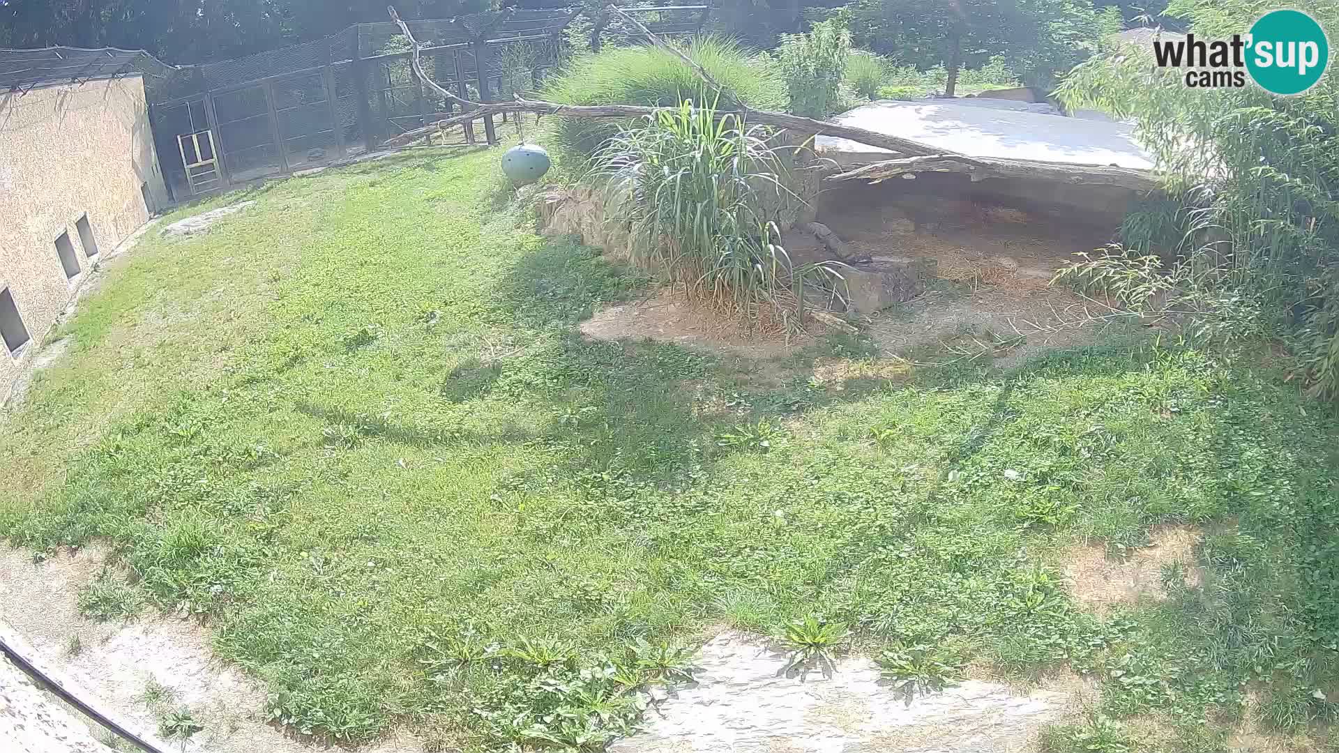 LEONE live Webcam nello zoo di Lubiana – Slovenia