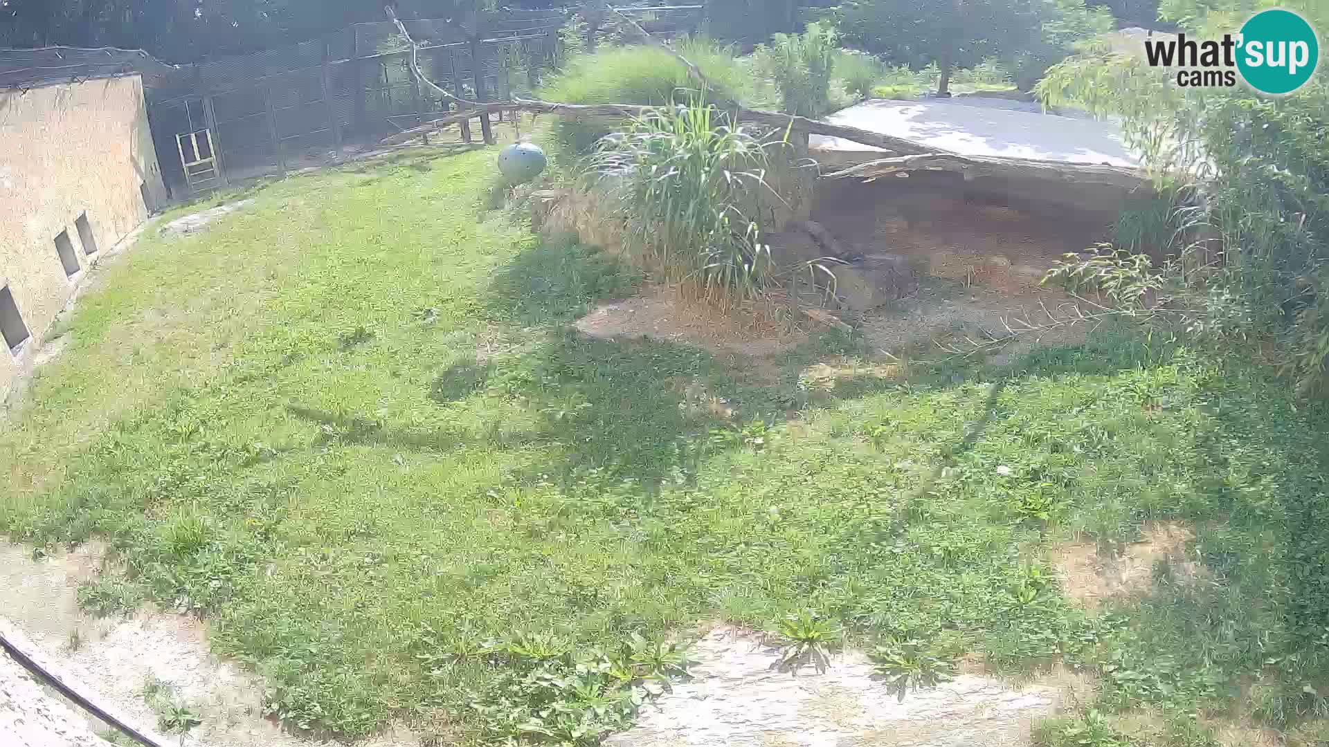 LION live Webcam in Ljubljana Zoo – Slovenia