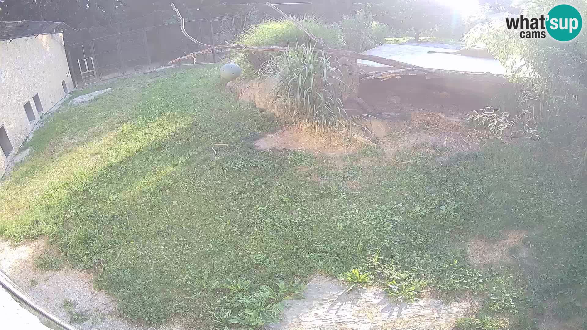 LION webcam en direct du zoo de Ljubljana – Slovénie