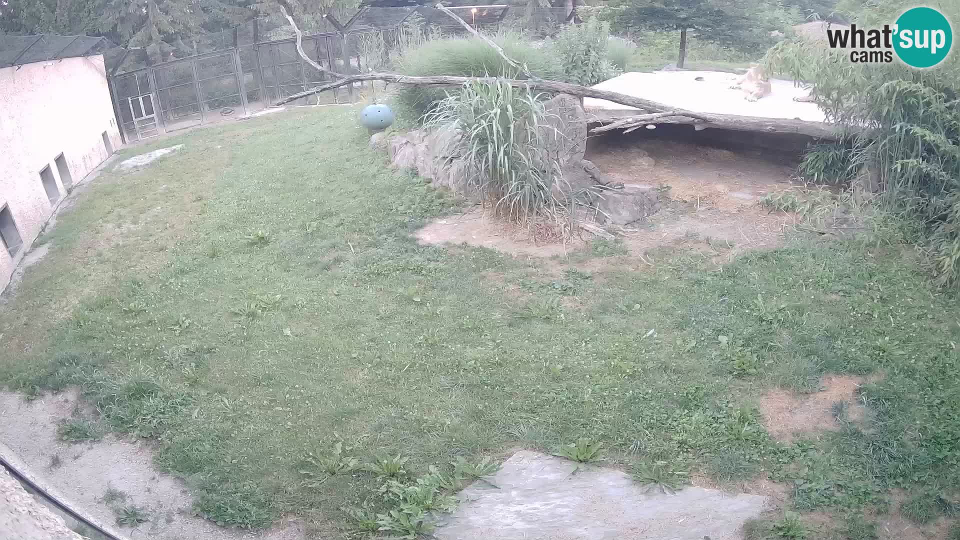 LEONE live Webcam nello zoo di Lubiana – Slovenia