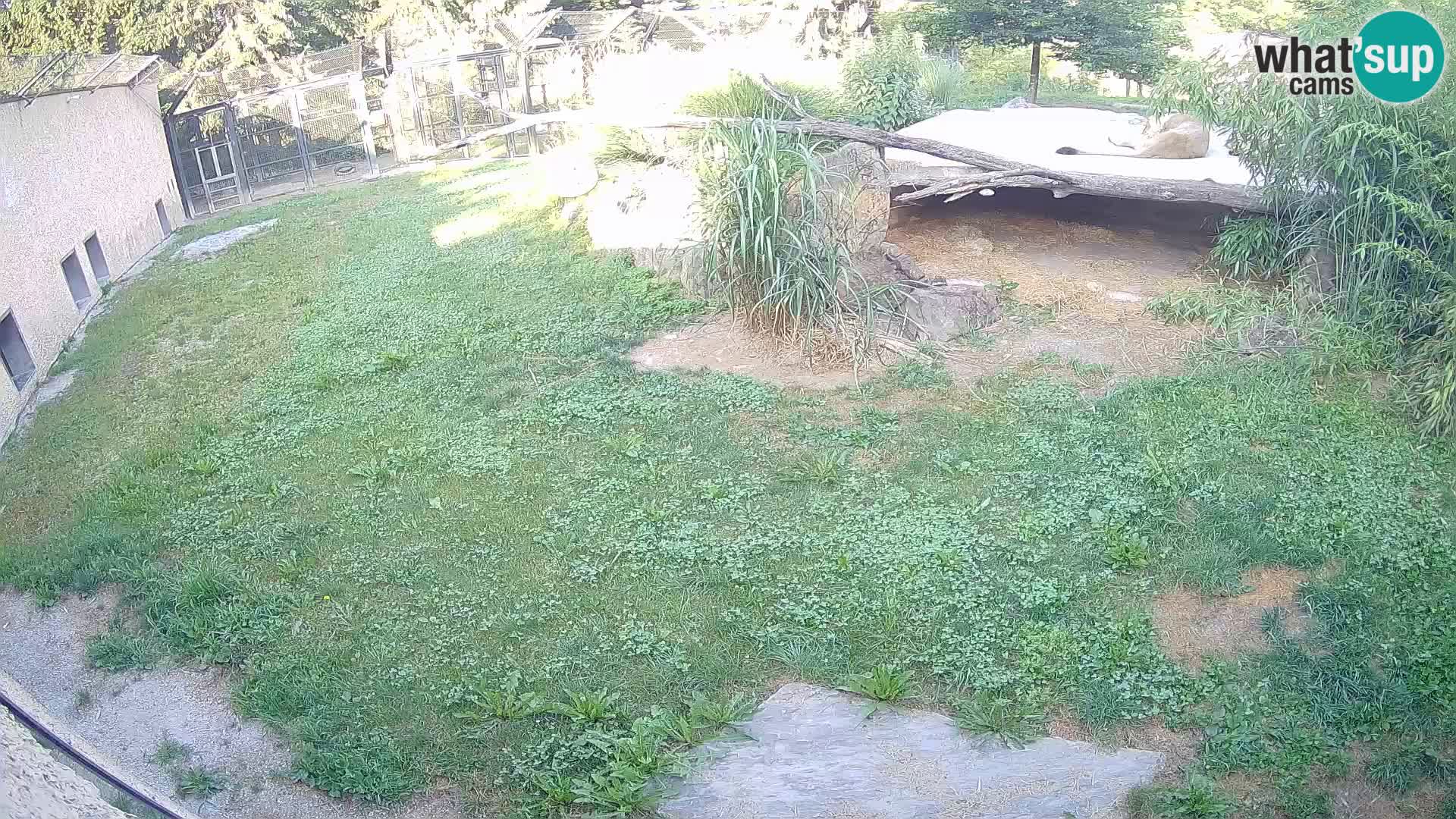 LEONE live Webcam nello zoo di Lubiana – Slovenia