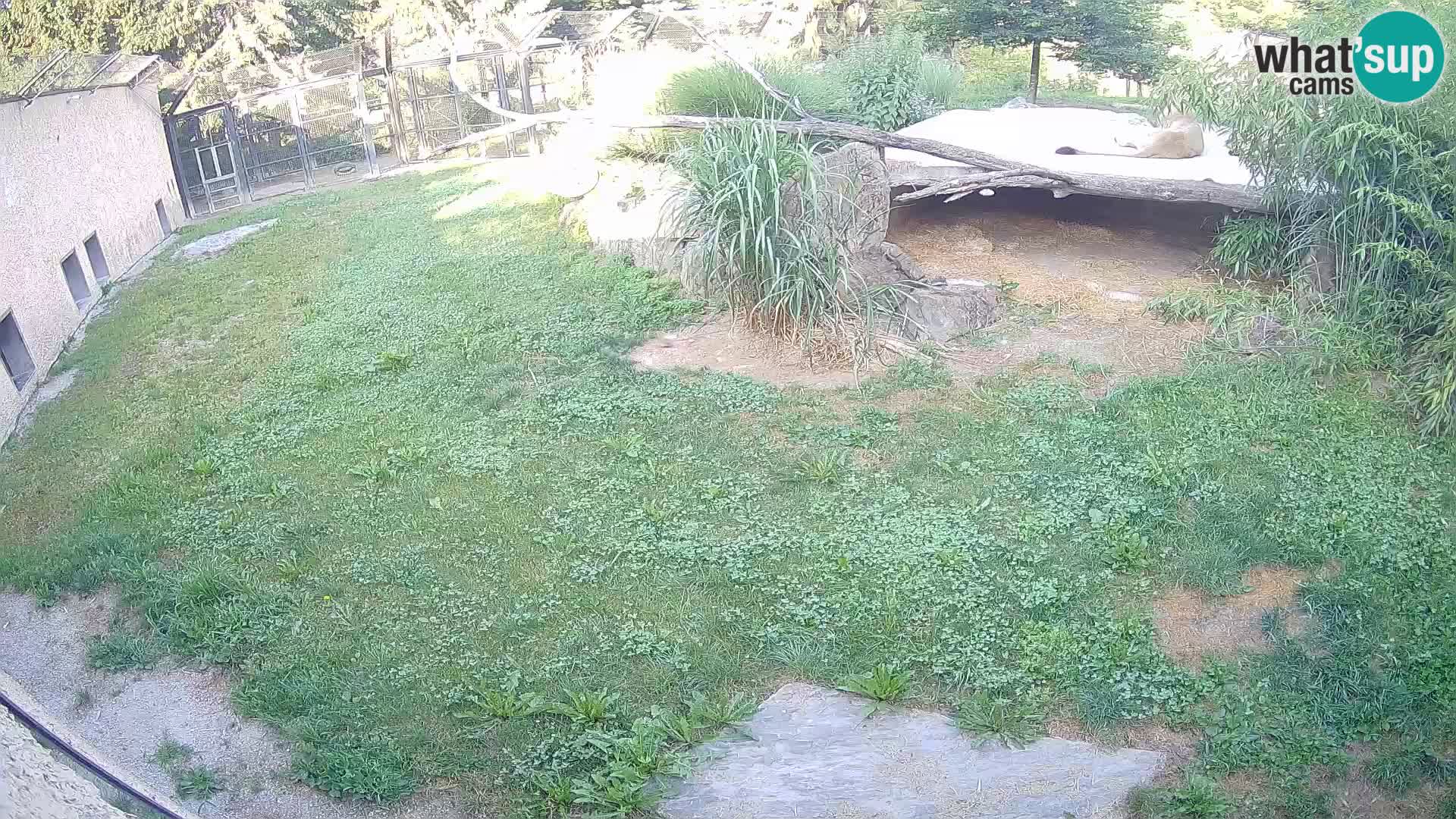 LEONE live Webcam nello zoo di Lubiana – Slovenia