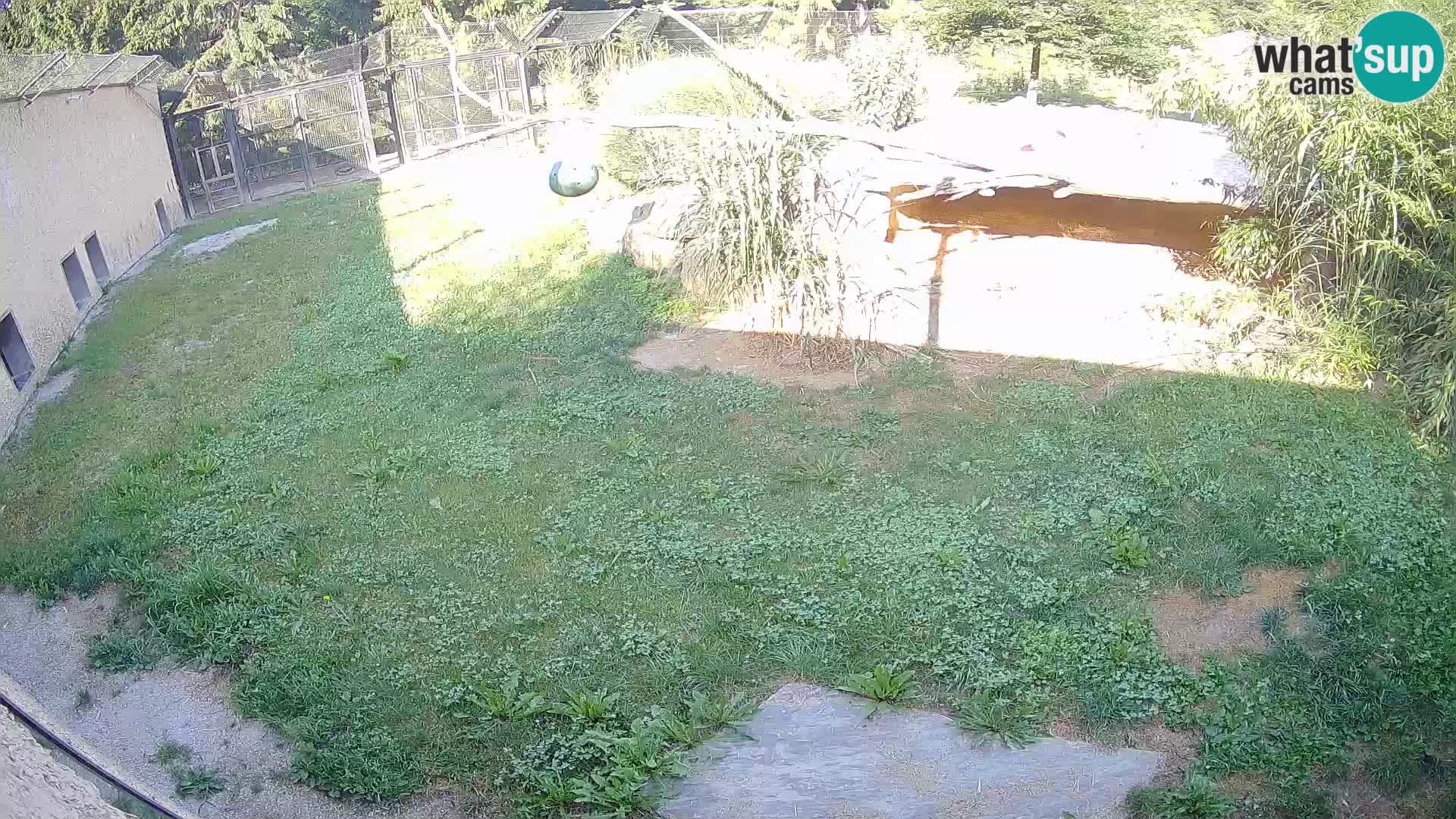 LION live Webcam in Ljubljana Zoo – Slovenia