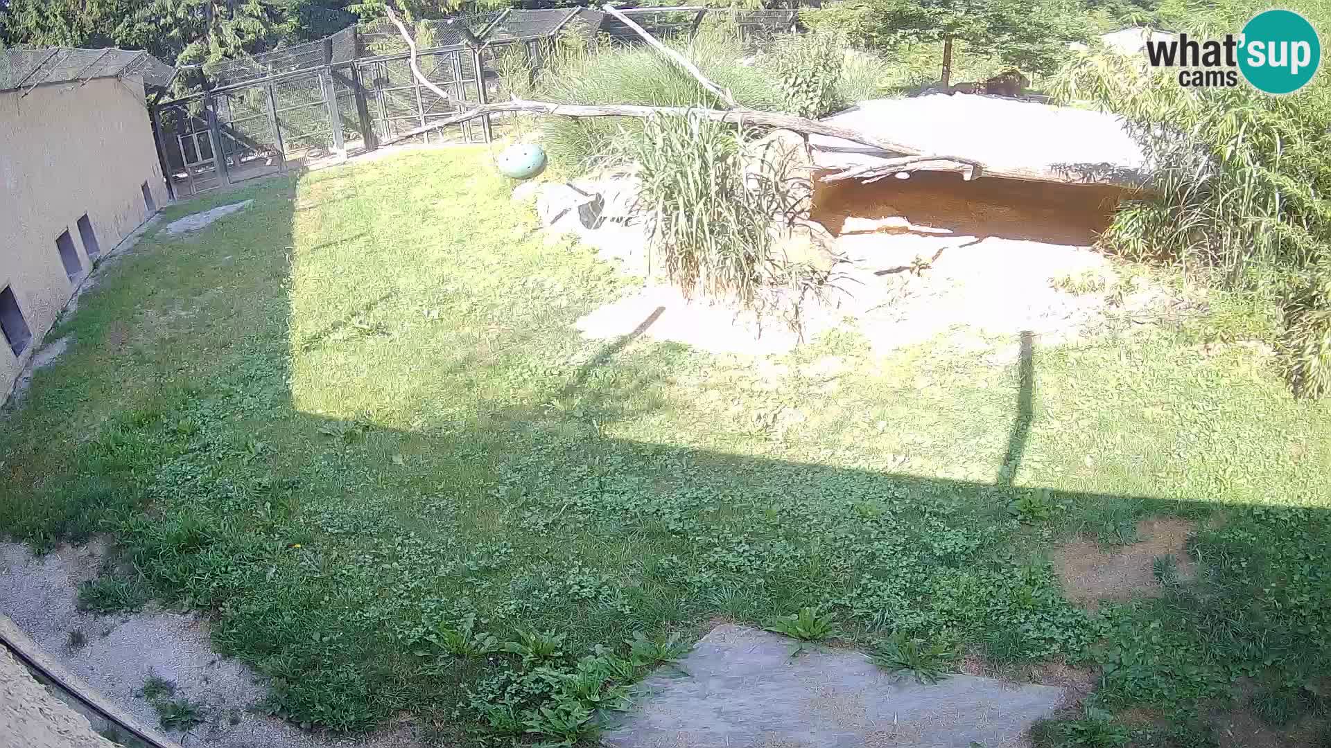 LEON Webcam en vivo en Ljubljana Zoo – Eslovenia