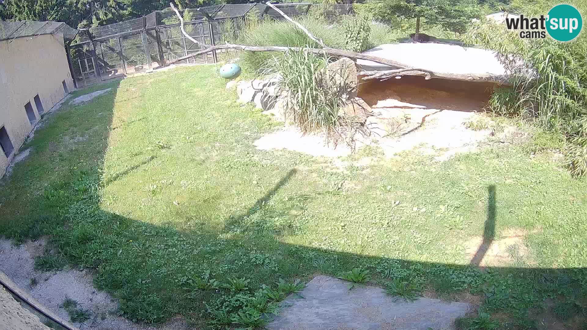 LEVI spletna kamera v živalskem vrtu Ljubljana Zoo