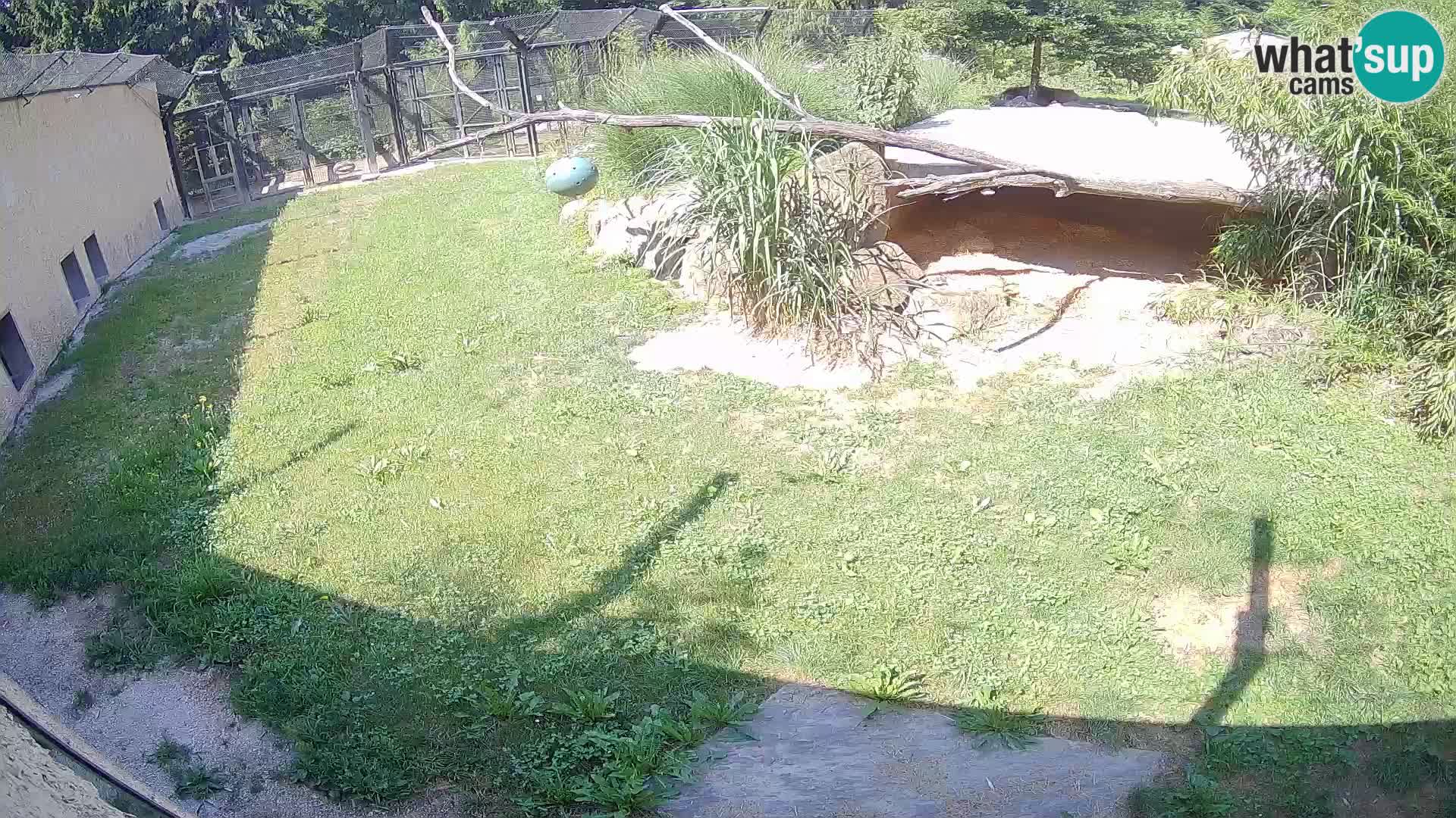 LEONE live Webcam nello zoo di Lubiana – Slovenia