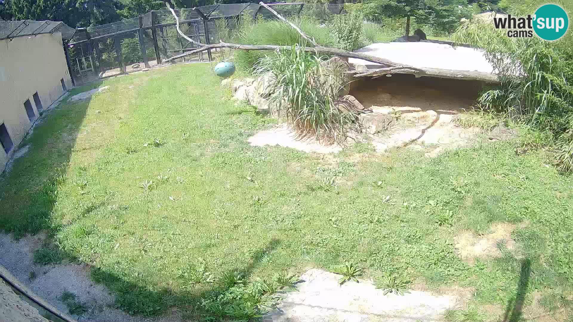LEON Webcam en vivo en Ljubljana Zoo – Eslovenia