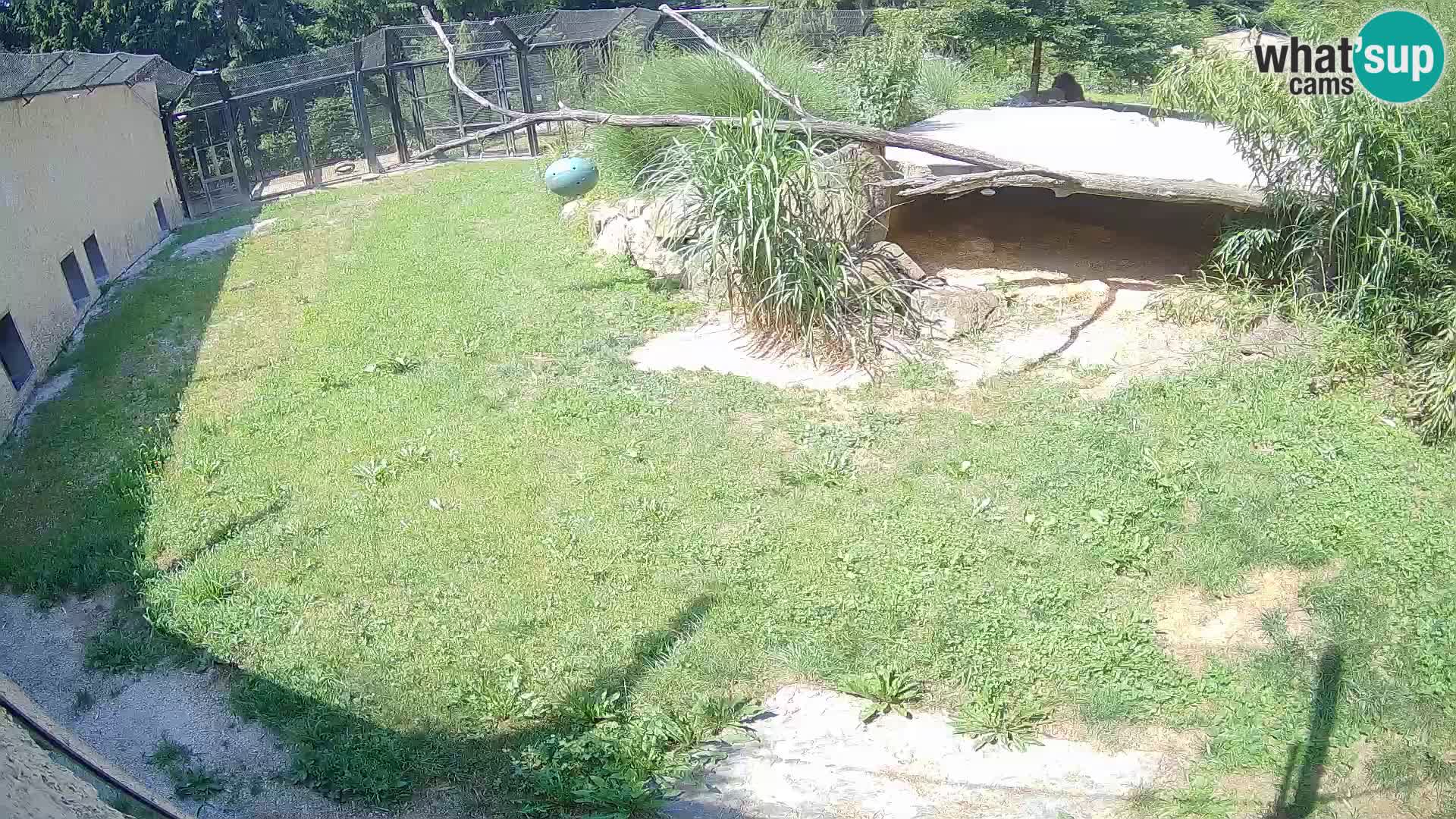 LEON Webcam en vivo en Ljubljana Zoo – Eslovenia