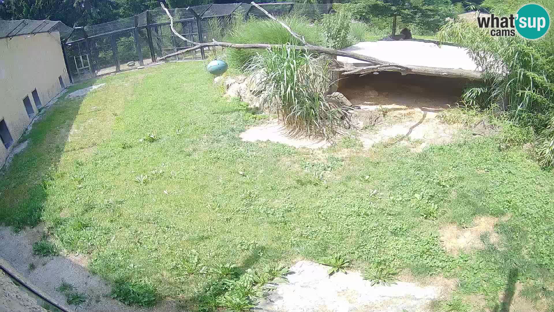 LION webcam en direct du zoo de Ljubljana – Slovénie