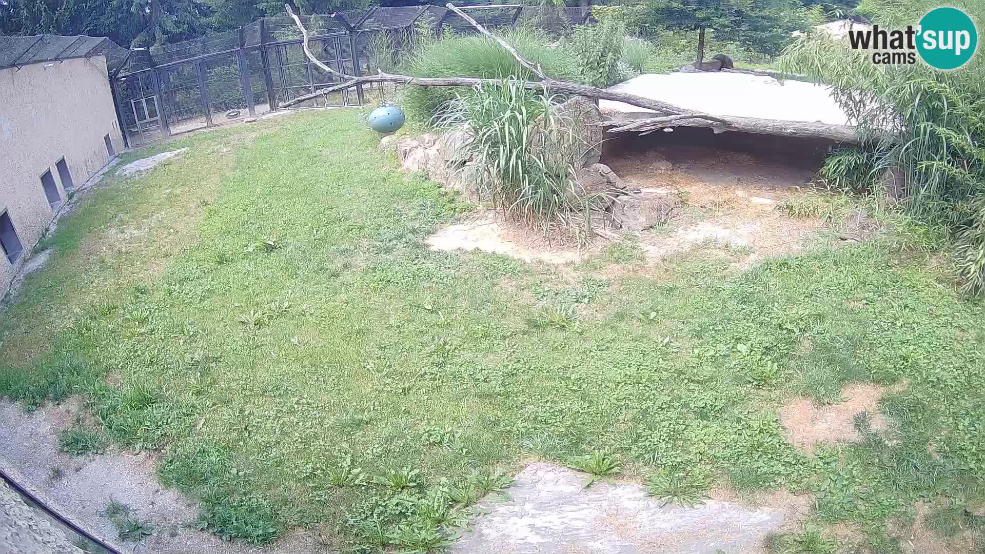 LION live Webcam in Ljubljana Zoo – Slovenia