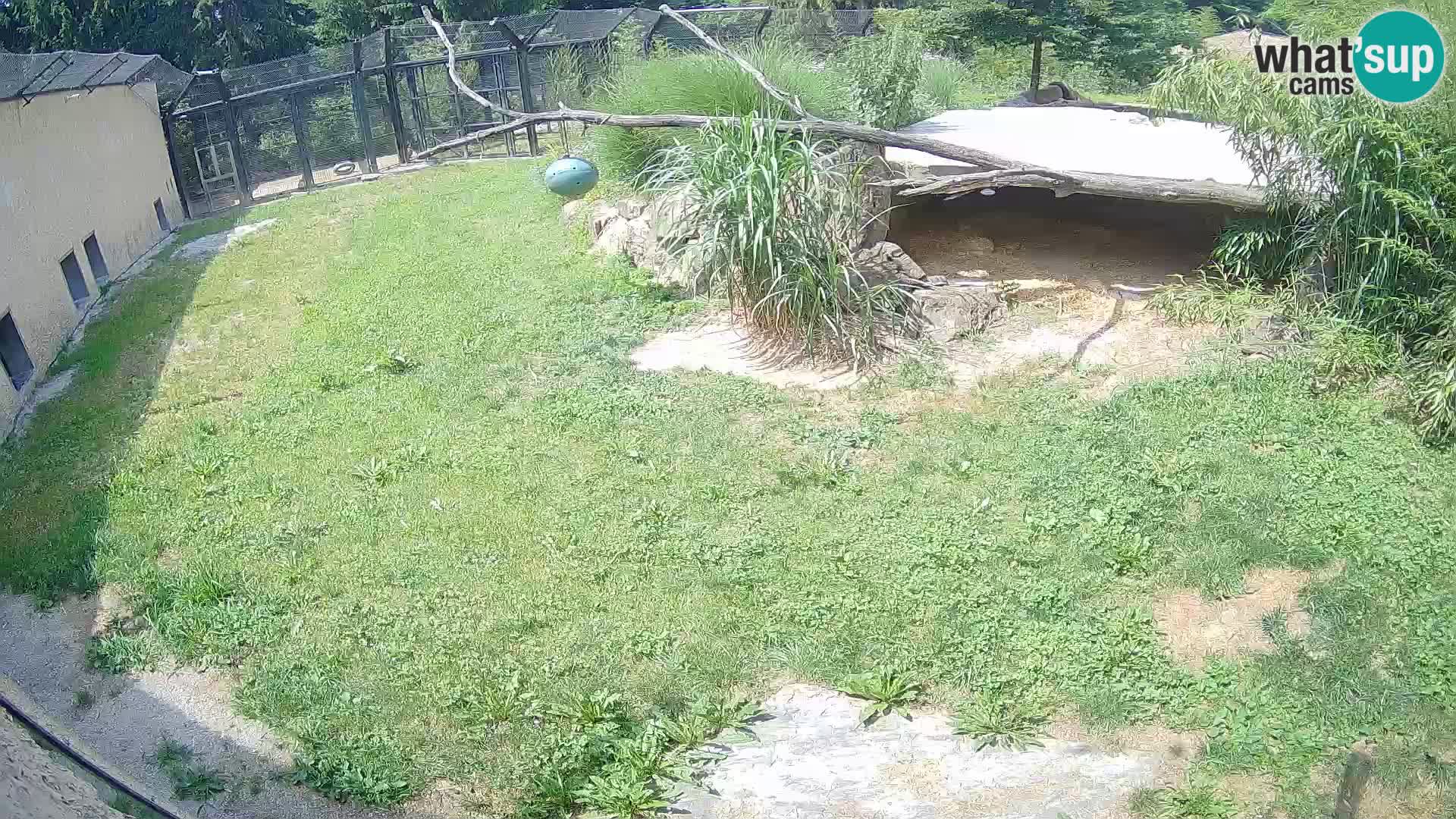 LION webcam en direct du zoo de Ljubljana – Slovénie