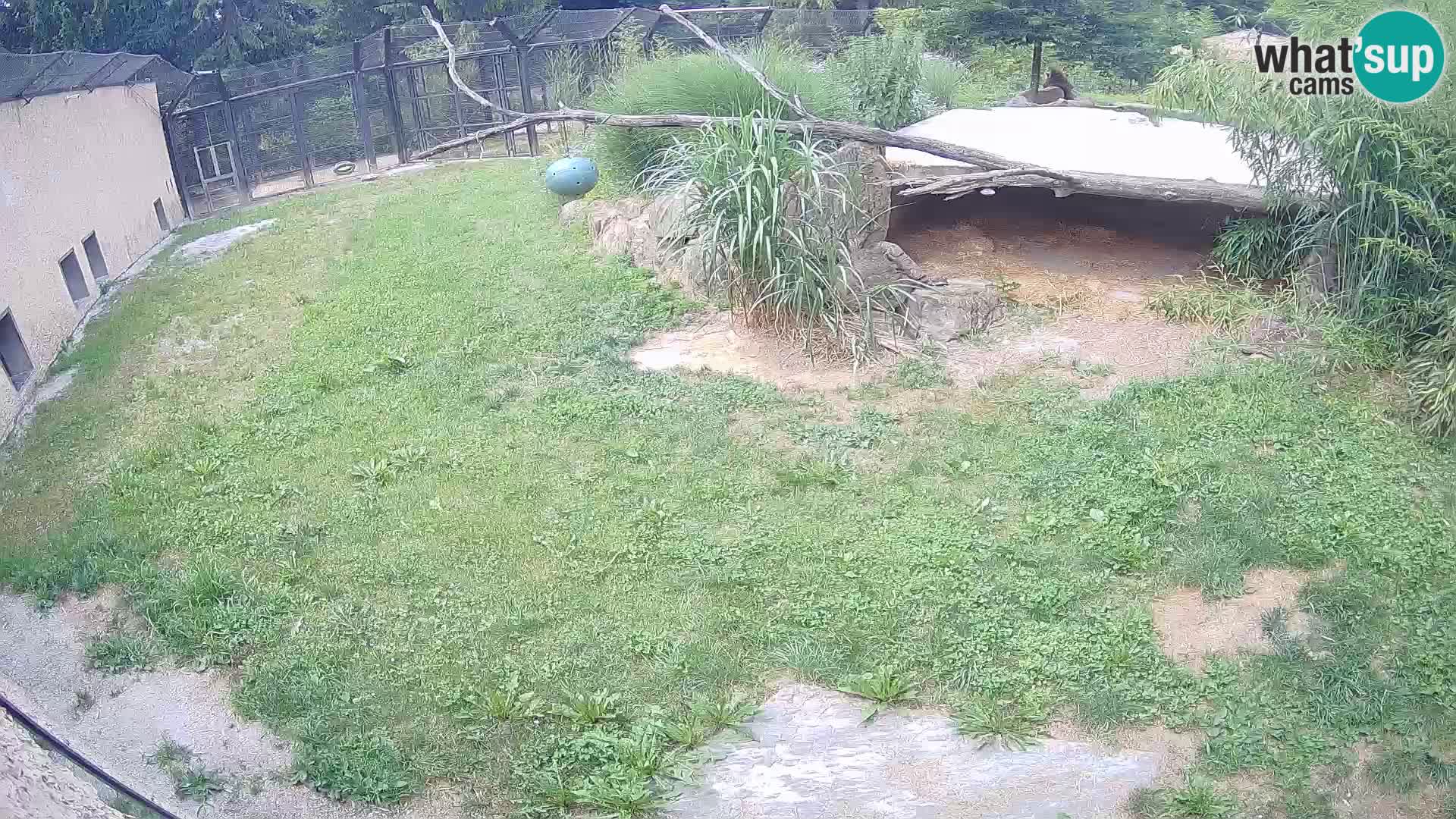 LEONE live Webcam nello zoo di Lubiana – Slovenia
