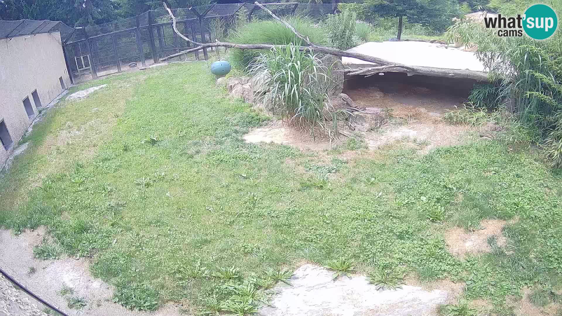 LION webcam en direct du zoo de Ljubljana – Slovénie