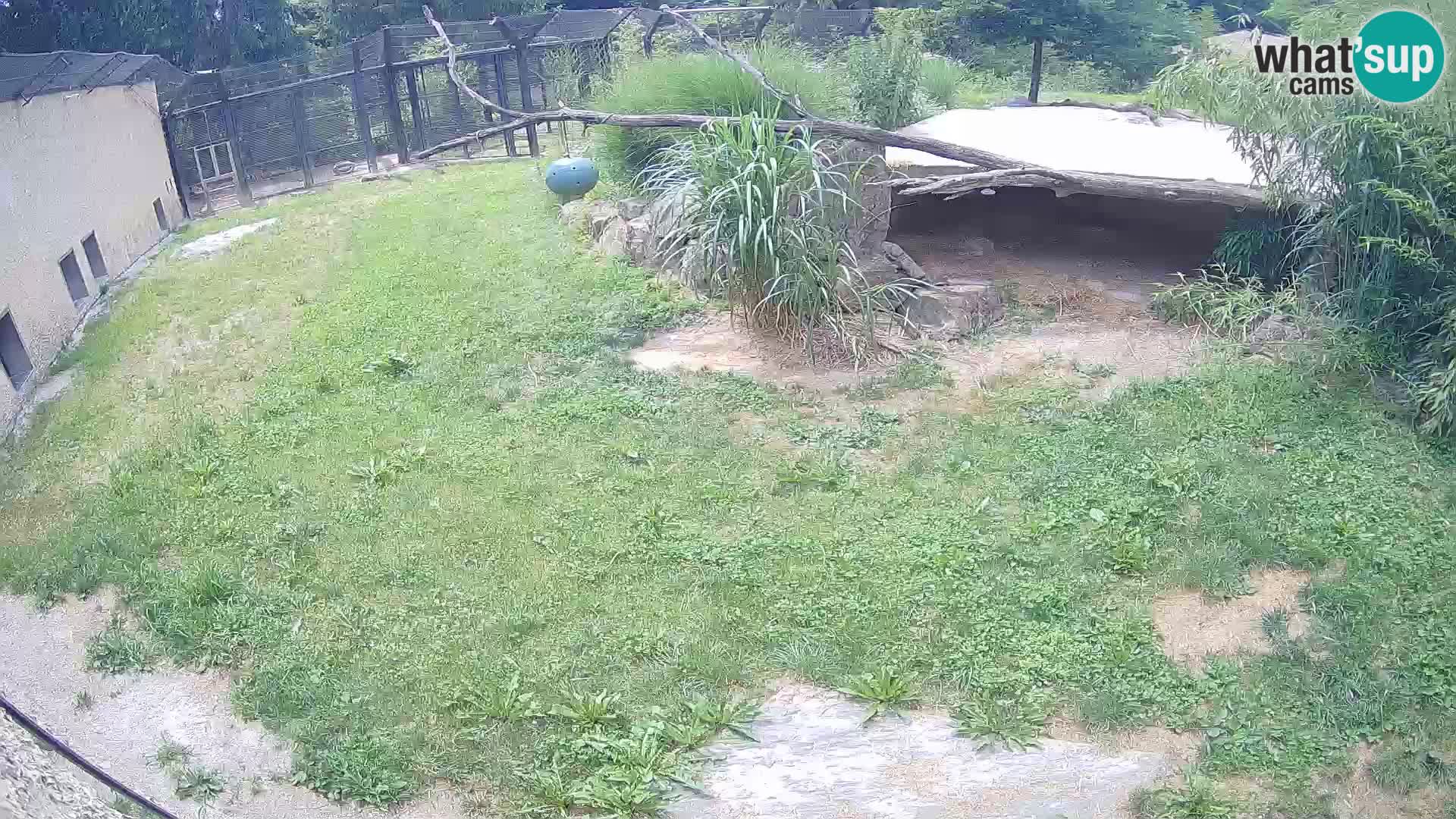 LEON Webcam en vivo en Ljubljana Zoo – Eslovenia