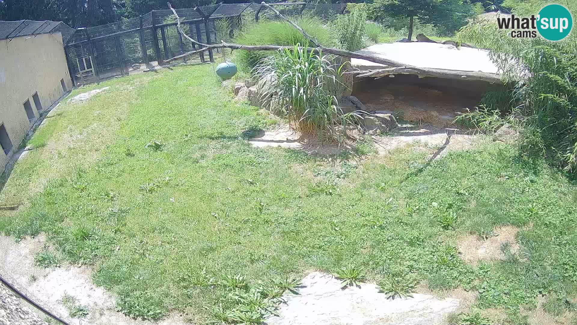 LION webcam en direct du zoo de Ljubljana – Slovénie