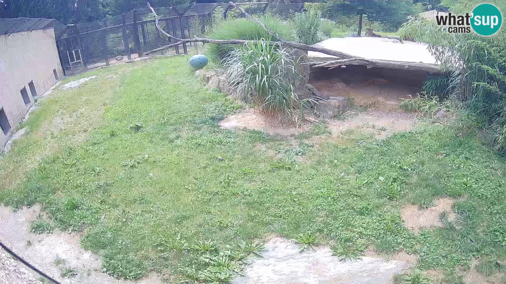 LEONE live Webcam nello zoo di Lubiana – Slovenia