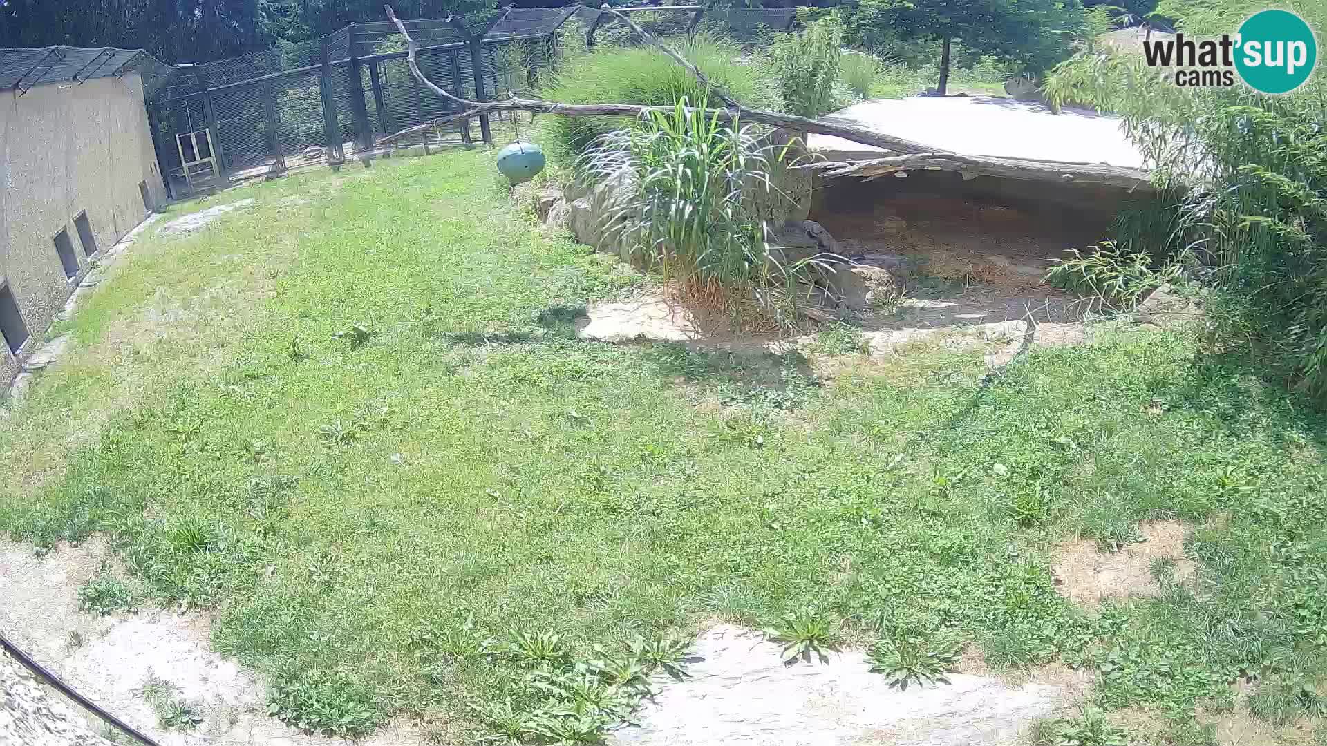 LION webcam en direct du zoo de Ljubljana – Slovénie