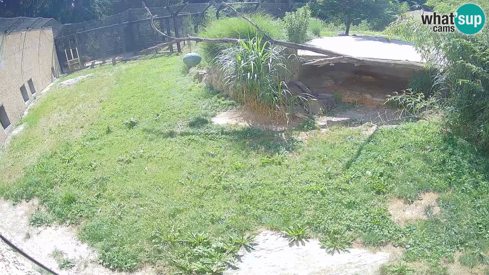 LEONE live Webcam nello zoo di Lubiana – Slovenia