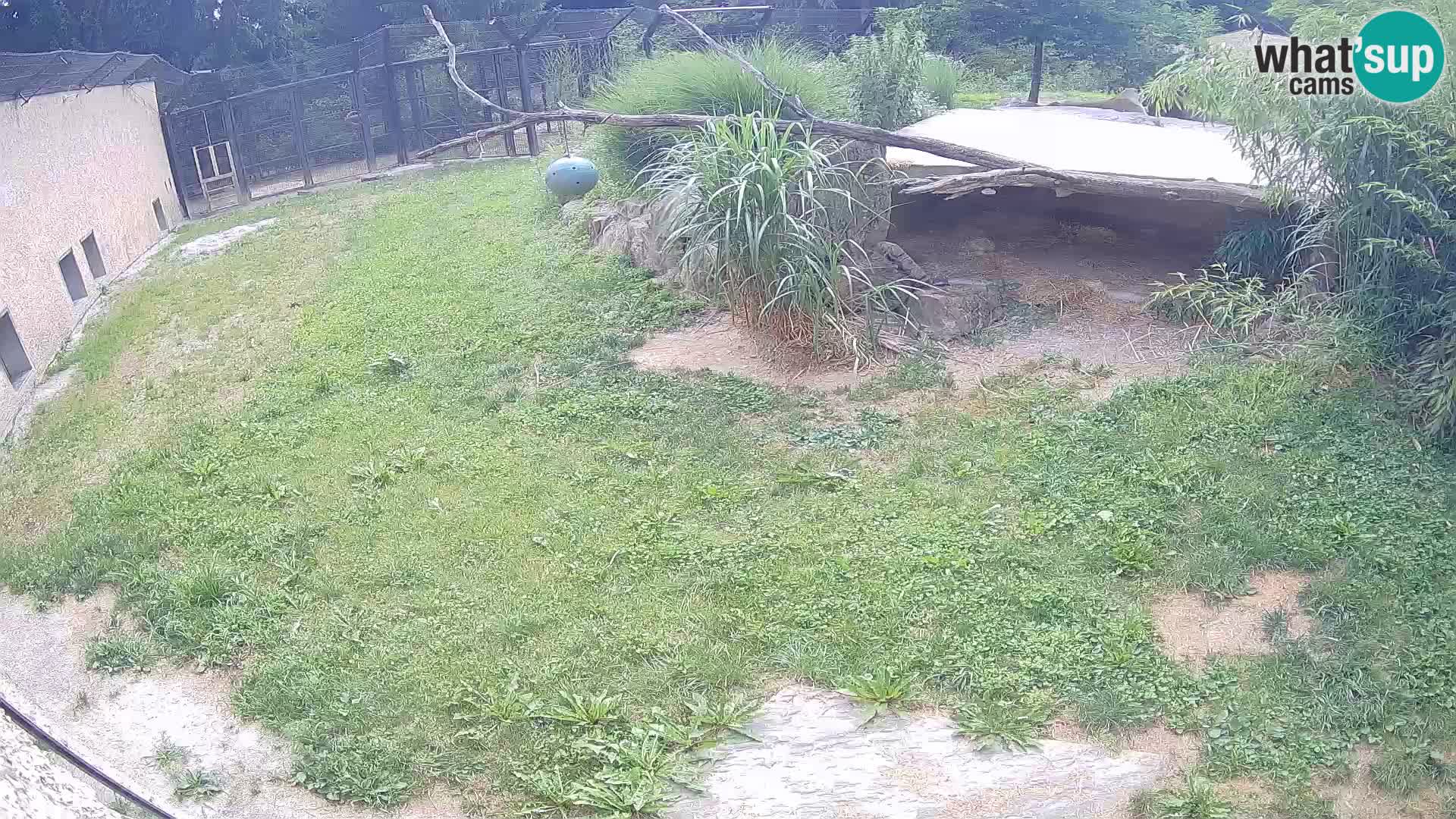LION webcam en direct du zoo de Ljubljana – Slovénie