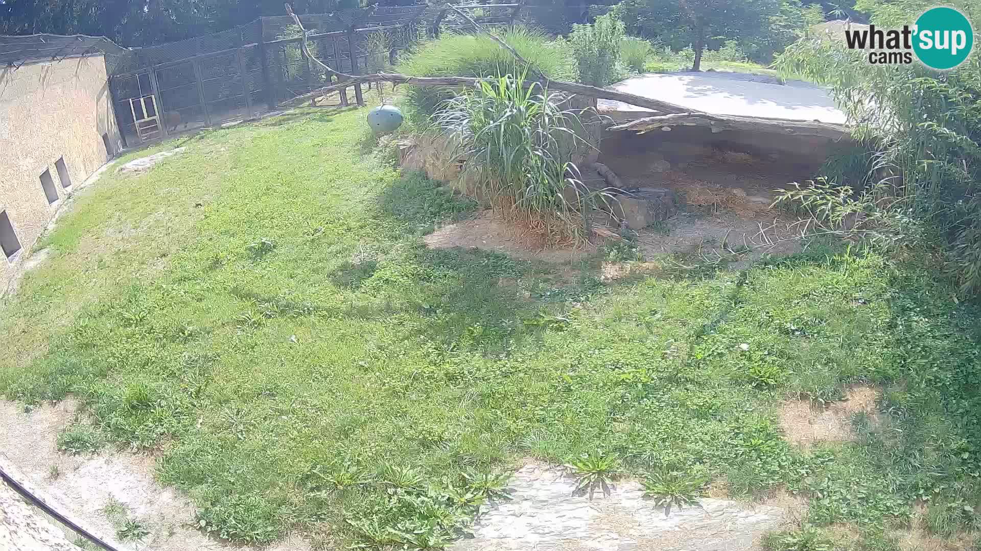 Lavovi web kamera uživo u ljubljanskom zoološkom vrtu – Slovenija