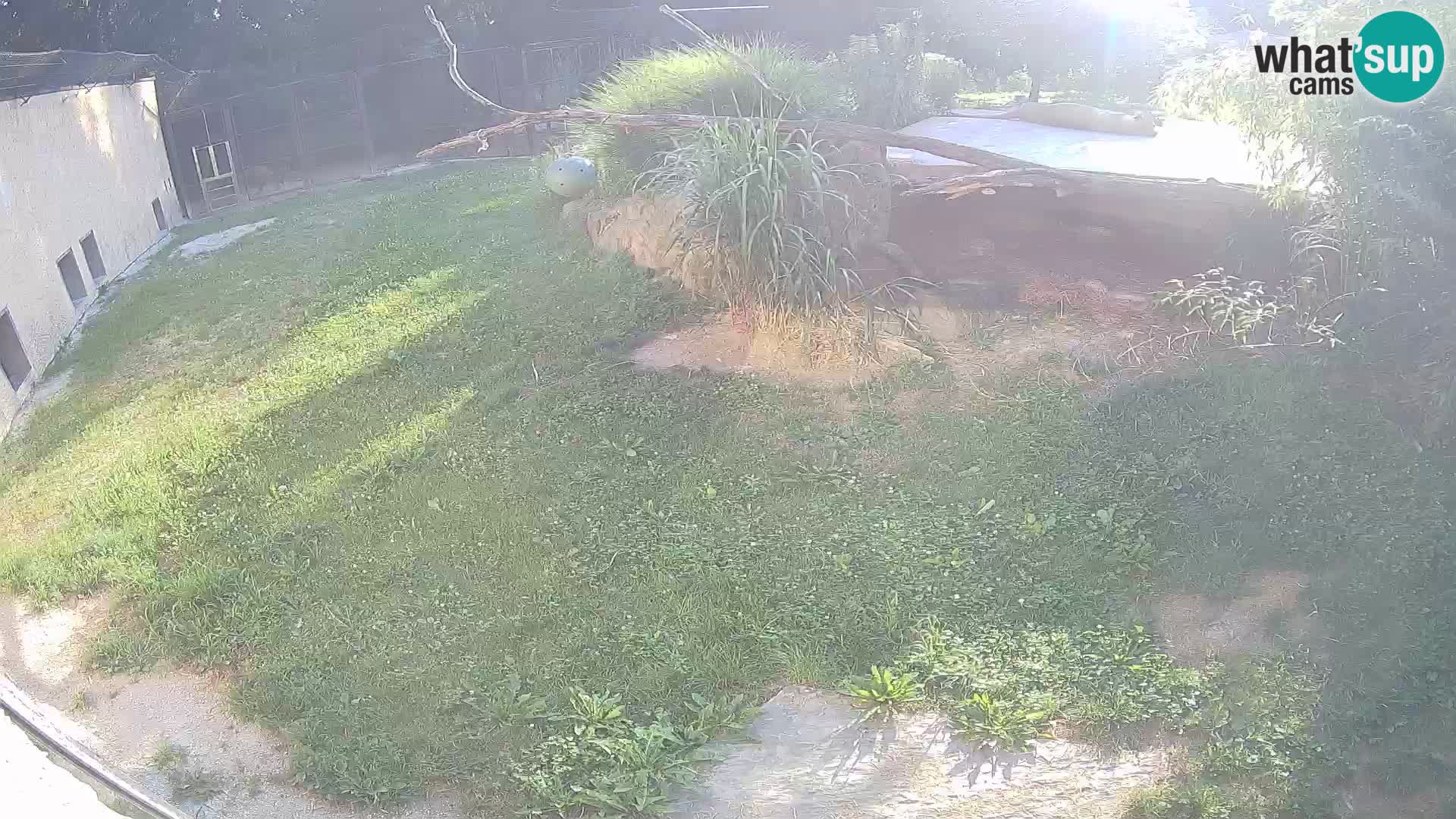 LION live Webcam in Ljubljana Zoo – Slovenia