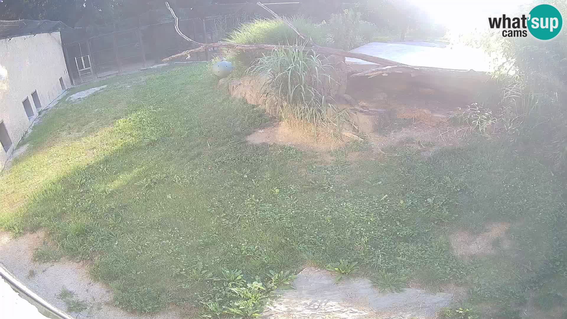 Lavovi web kamera uživo u ljubljanskom zoološkom vrtu – Slovenija