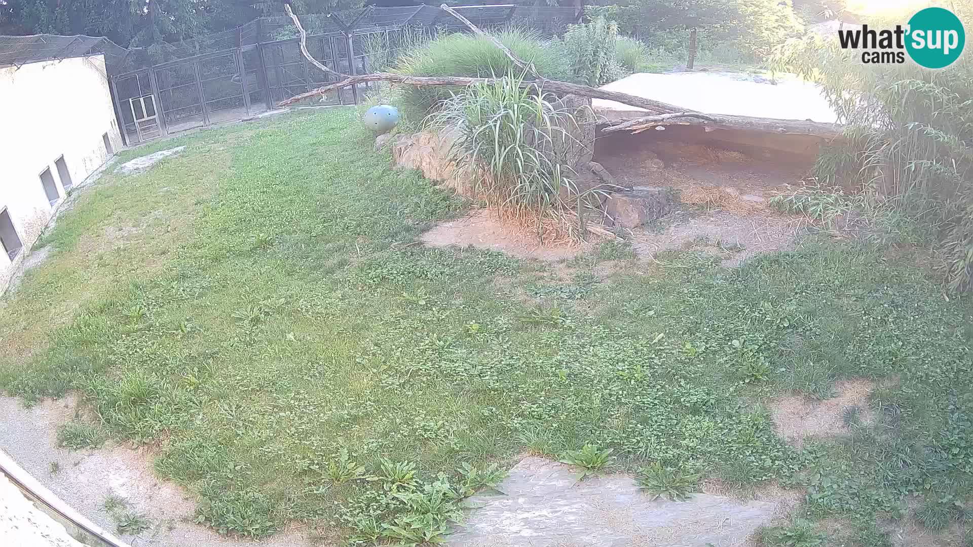 Lavovi web kamera uživo u ljubljanskom zoološkom vrtu – Slovenija