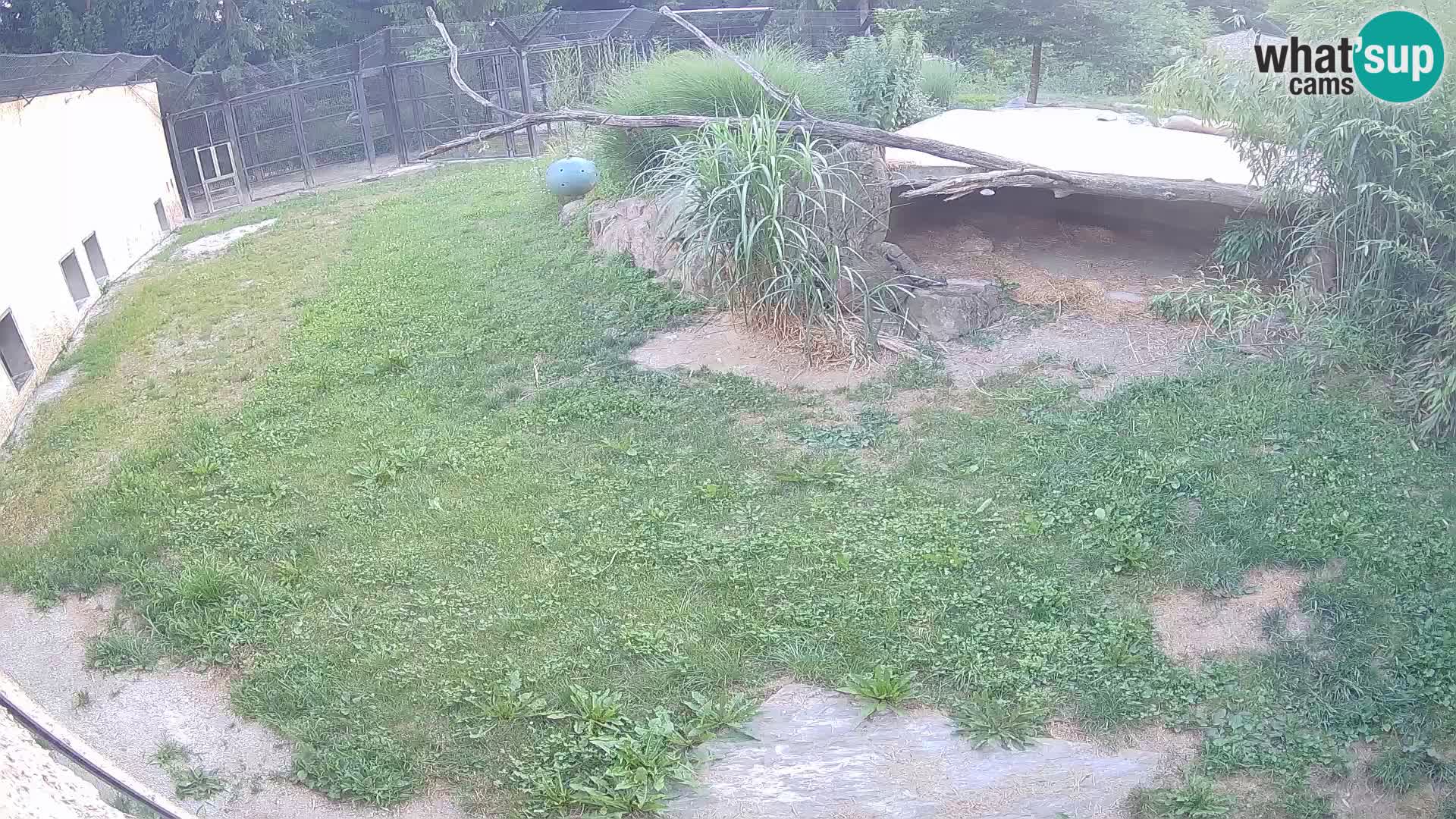 LION live Webcam in Ljubljana Zoo – Slovenia