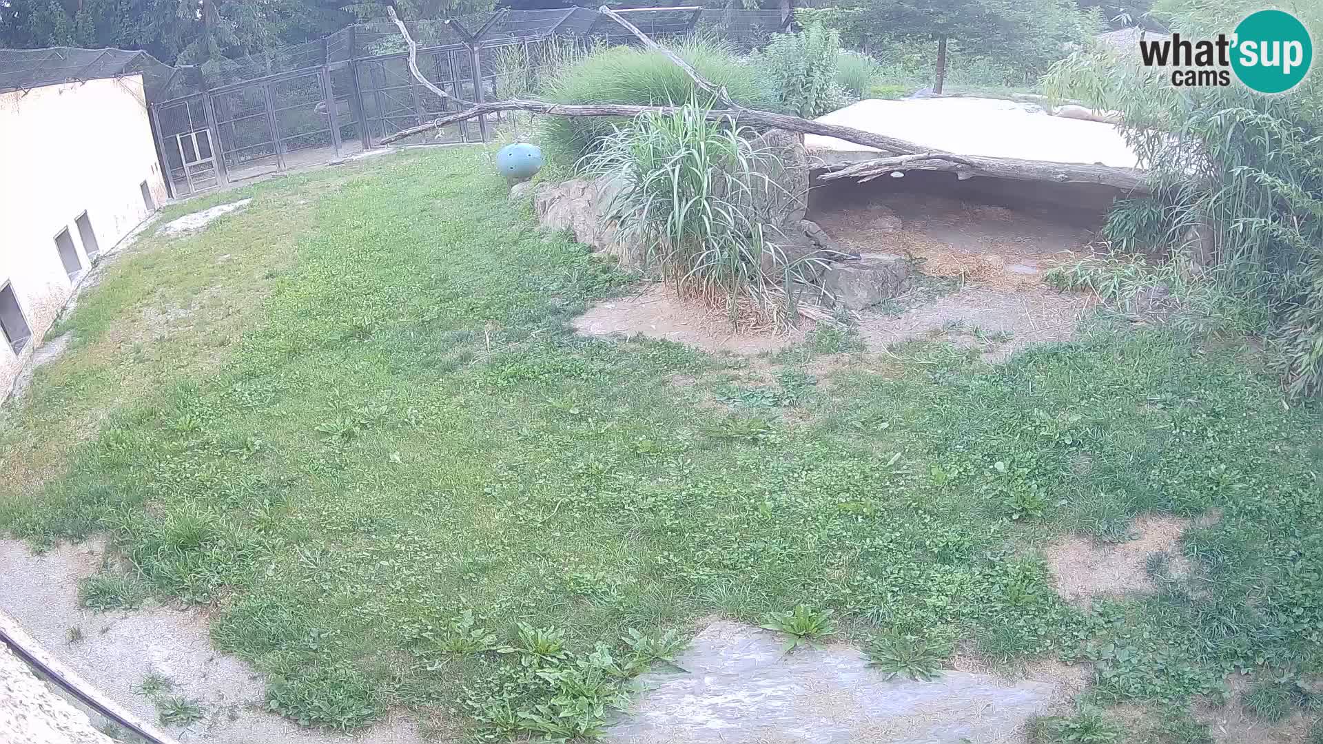 LEVI spletna kamera v živalskem vrtu Ljubljana Zoo