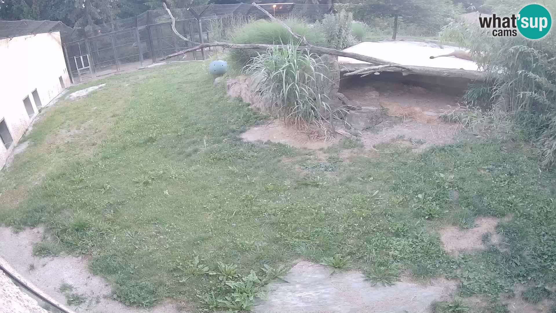 LION live Webcam in Ljubljana Zoo – Slovenia