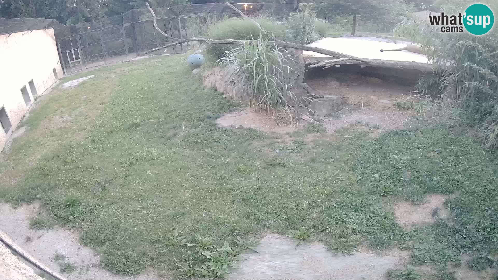 LEVI spletna kamera v živalskem vrtu Ljubljana Zoo