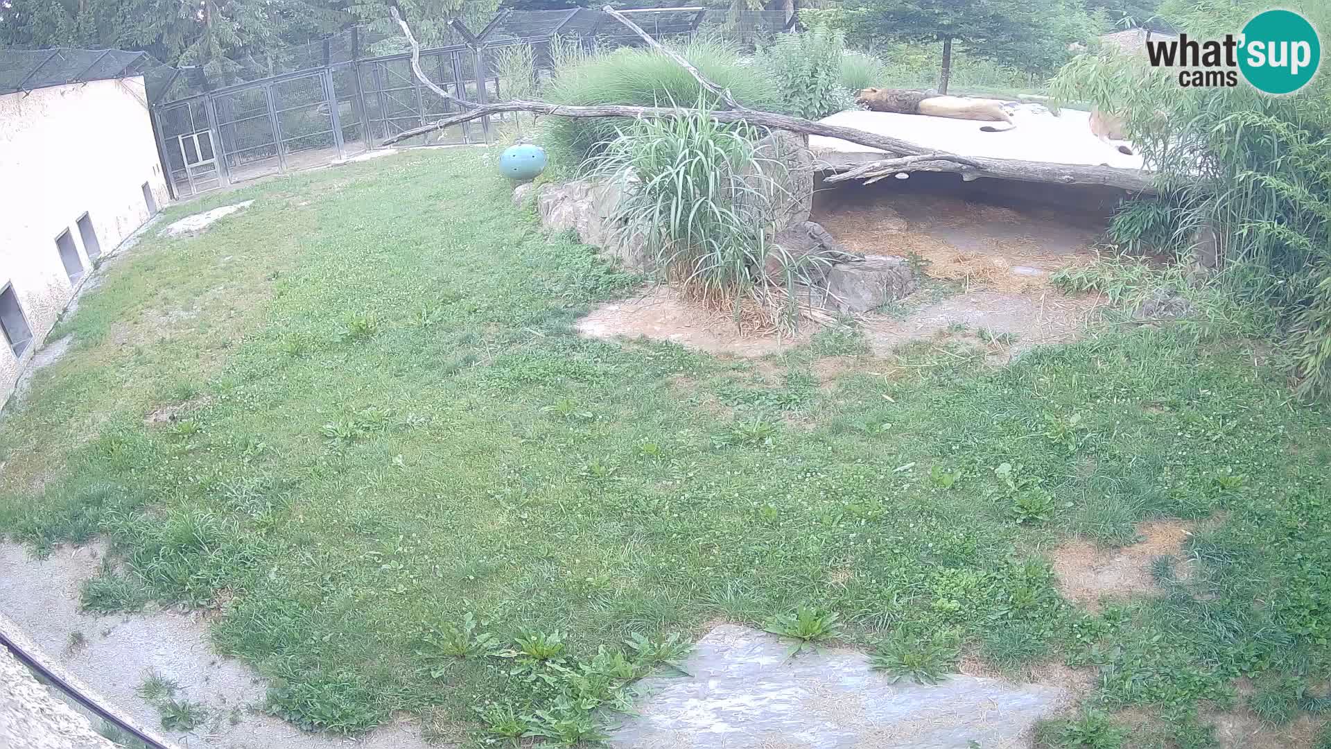 Lavovi web kamera uživo u ljubljanskom zoološkom vrtu – Slovenija