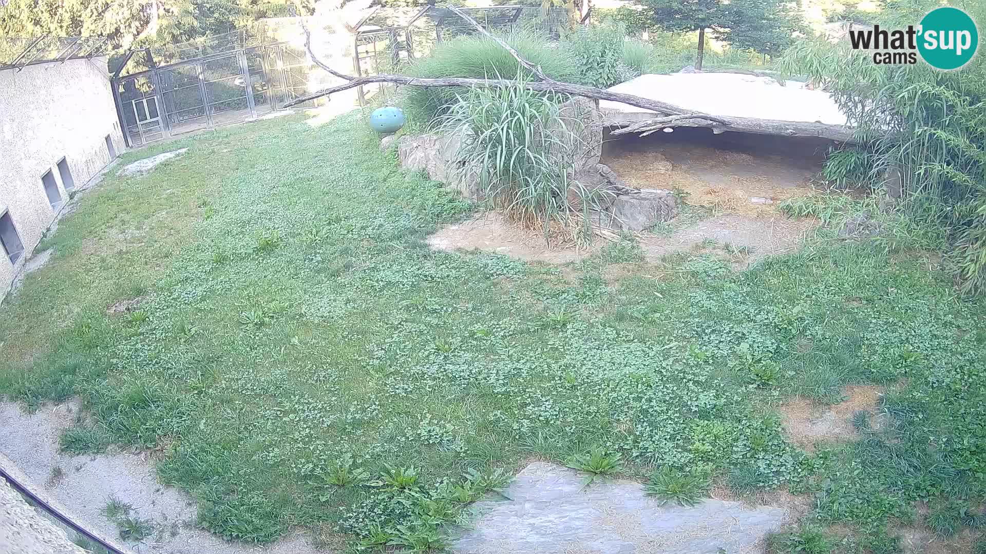 LION webcam en direct du zoo de Ljubljana – Slovénie