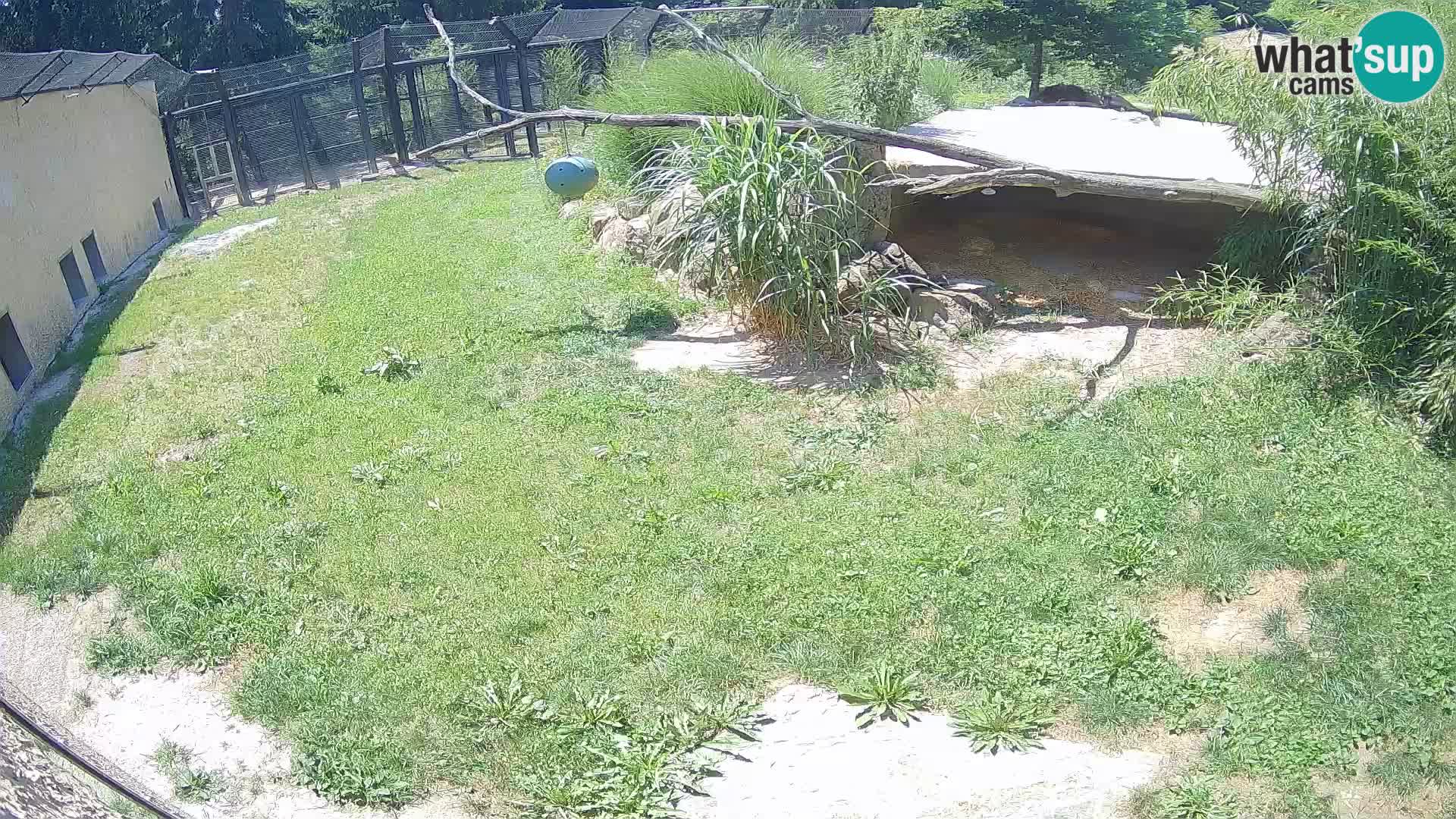 LEONE live Webcam nello zoo di Lubiana – Slovenia