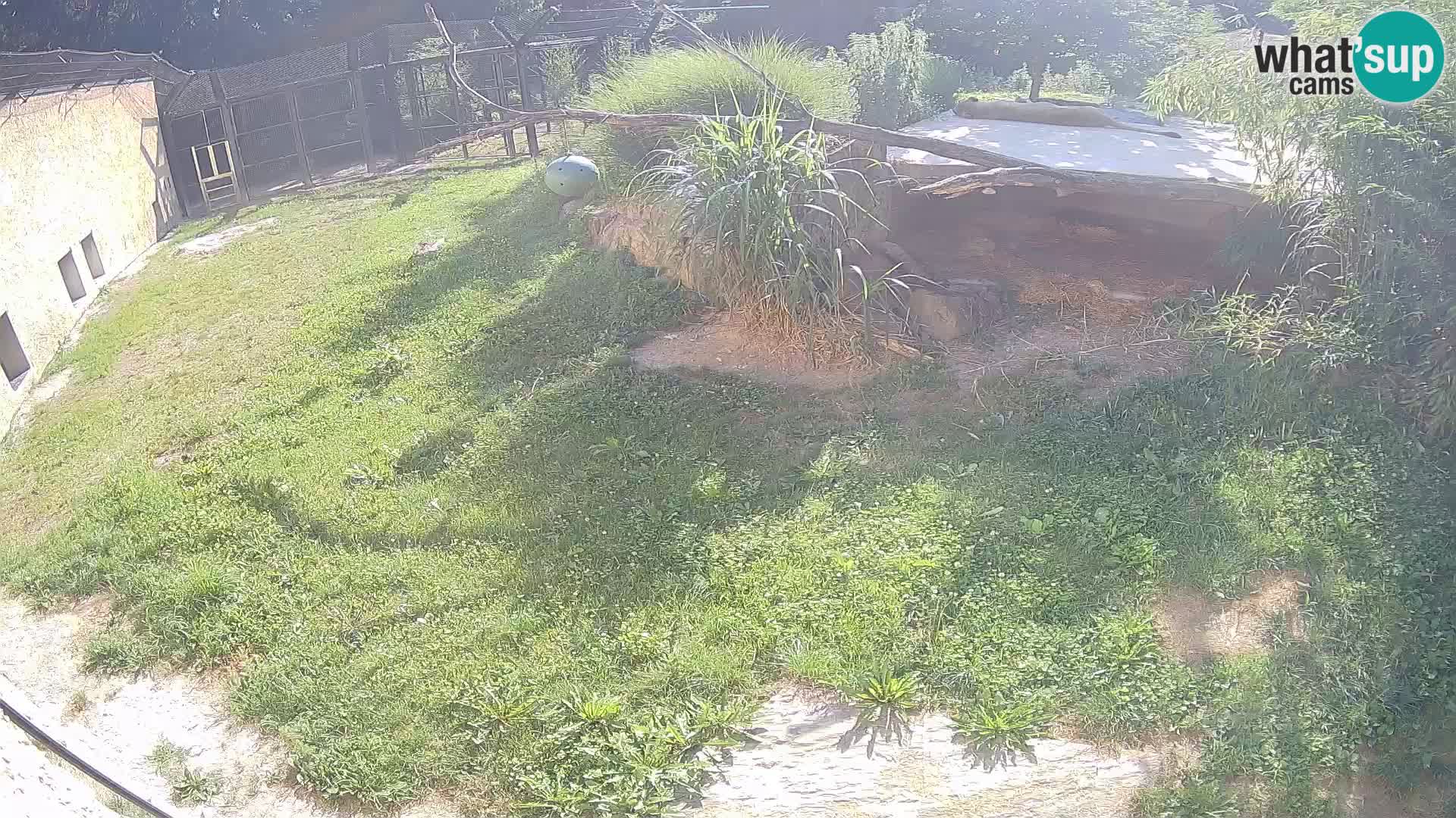 LEONE live Webcam nello zoo di Lubiana – Slovenia