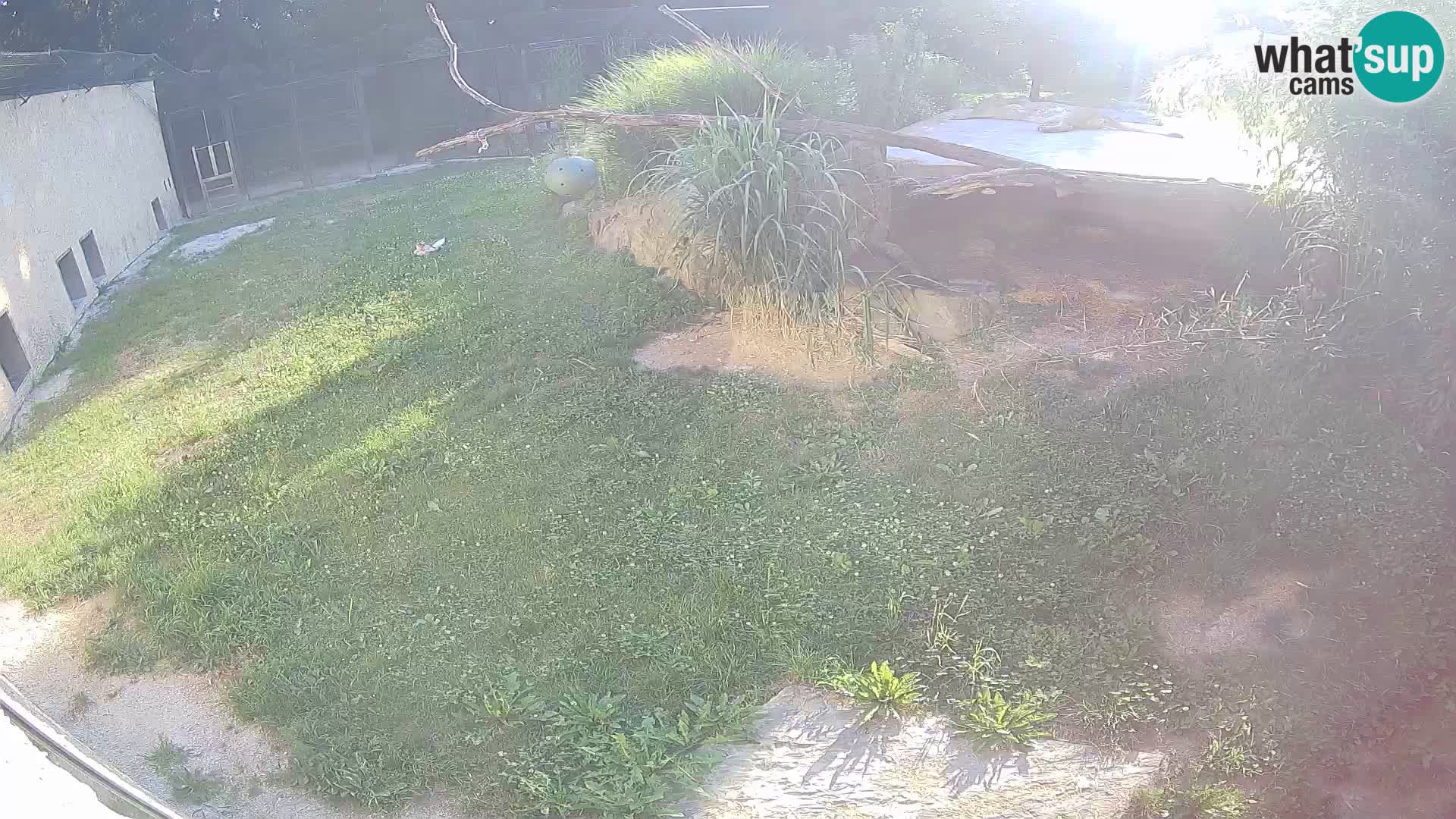 LEONE live Webcam nello zoo di Lubiana – Slovenia
