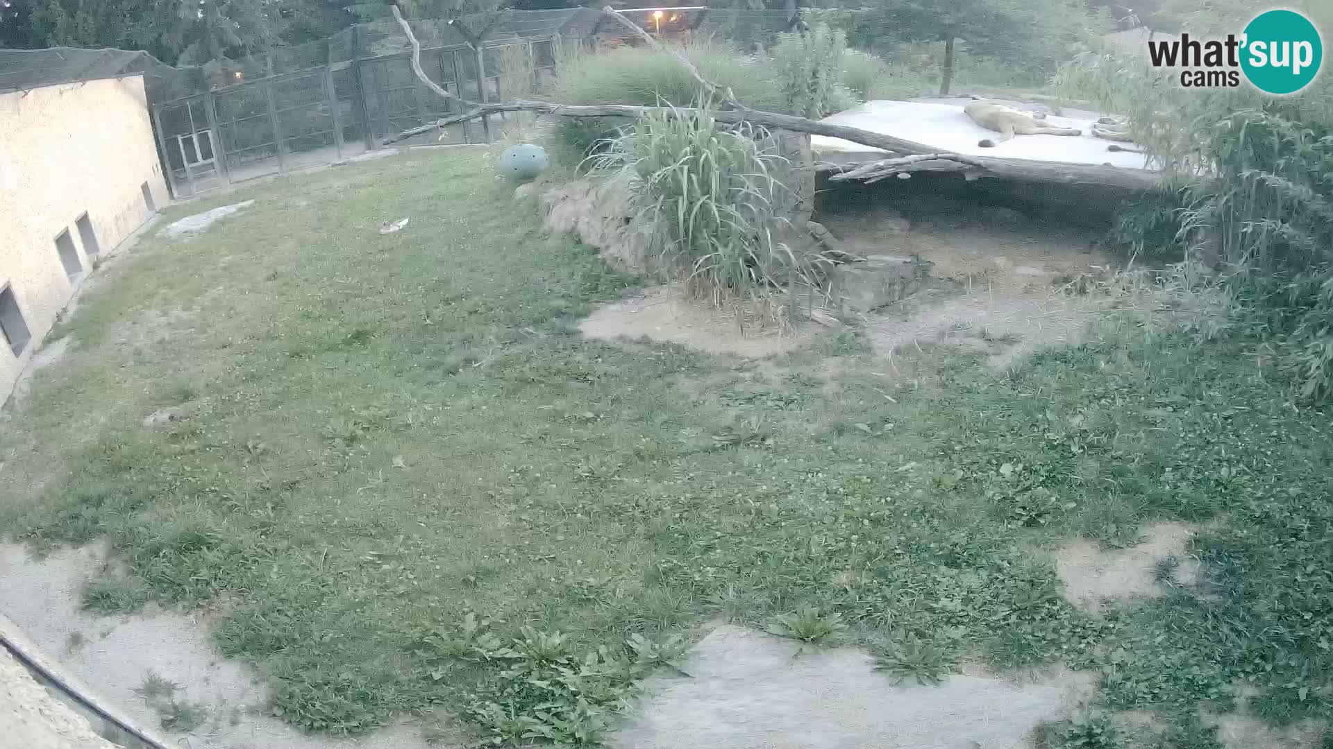 LION live Webcam in Ljubljana Zoo – Slovenia