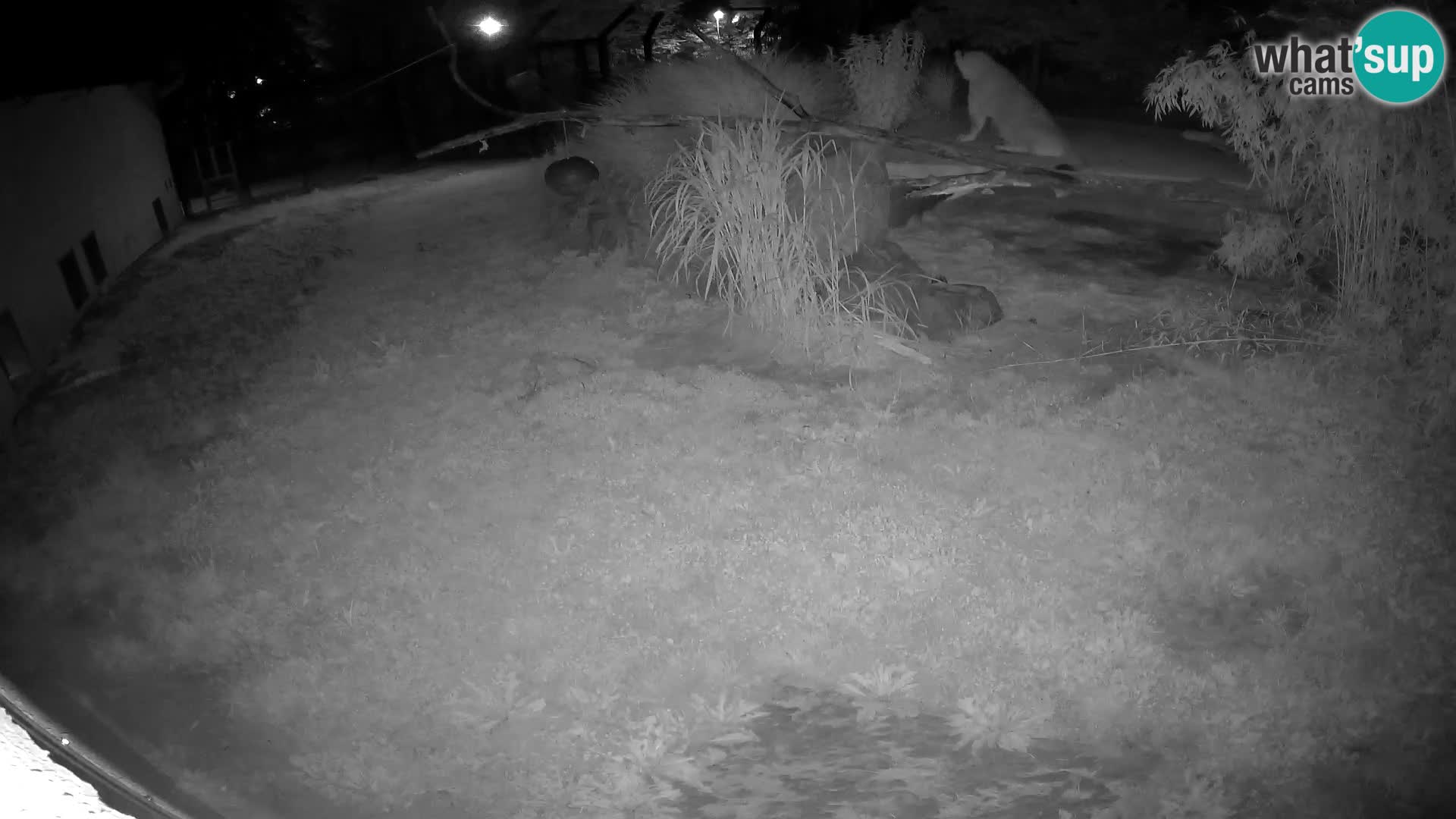 Löwe live Webcam im Zoo von Ljubljana – Slowenien