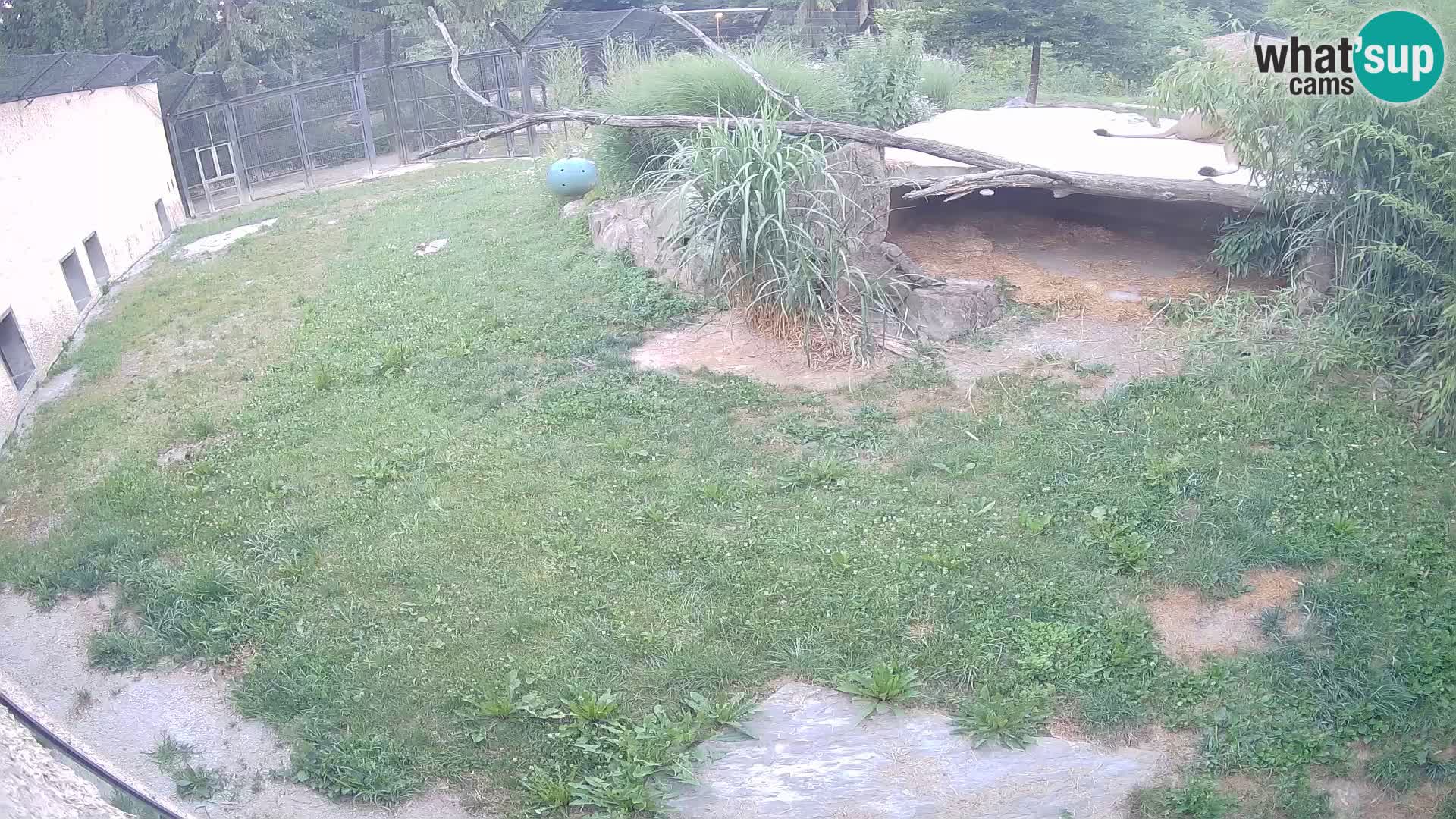 LEONE live Webcam nello zoo di Lubiana – Slovenia