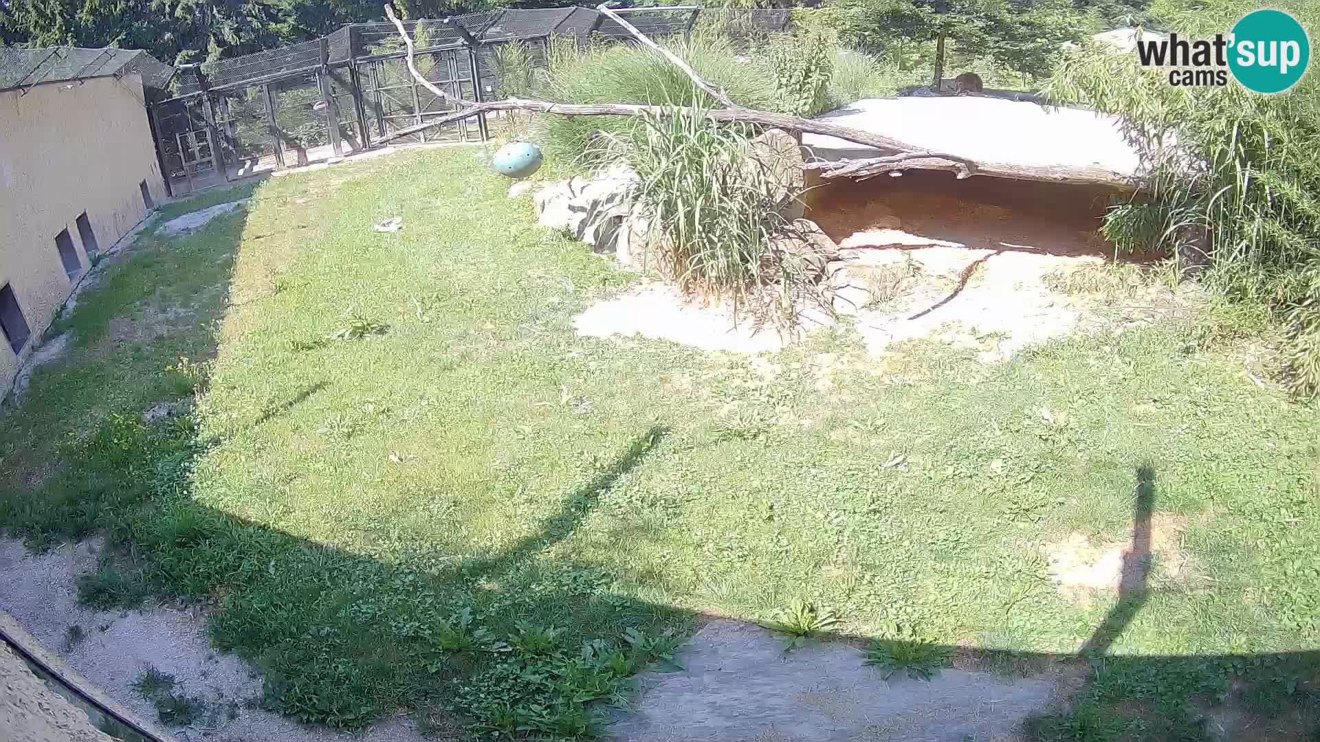 Löwe live Webcam im Zoo von Ljubljana – Slowenien