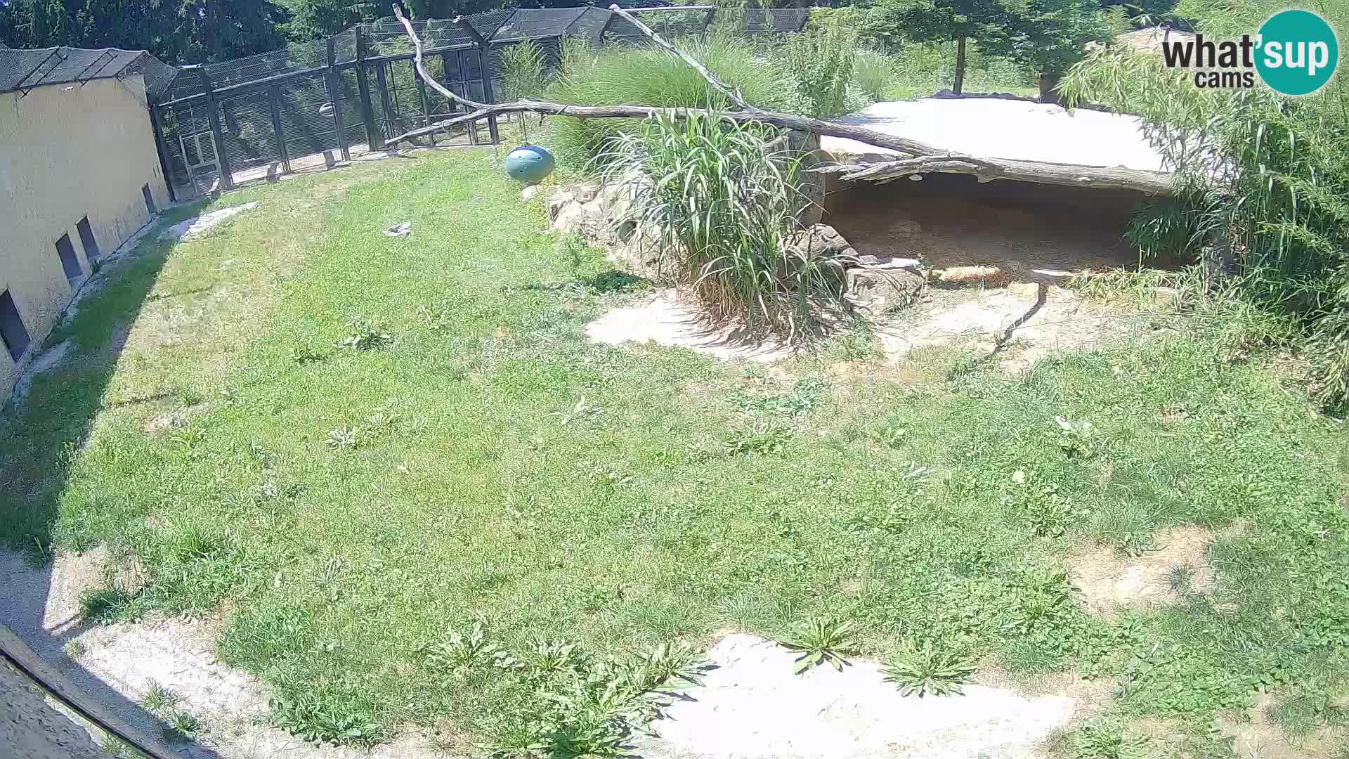 Löwe live Webcam im Zoo von Ljubljana – Slowenien