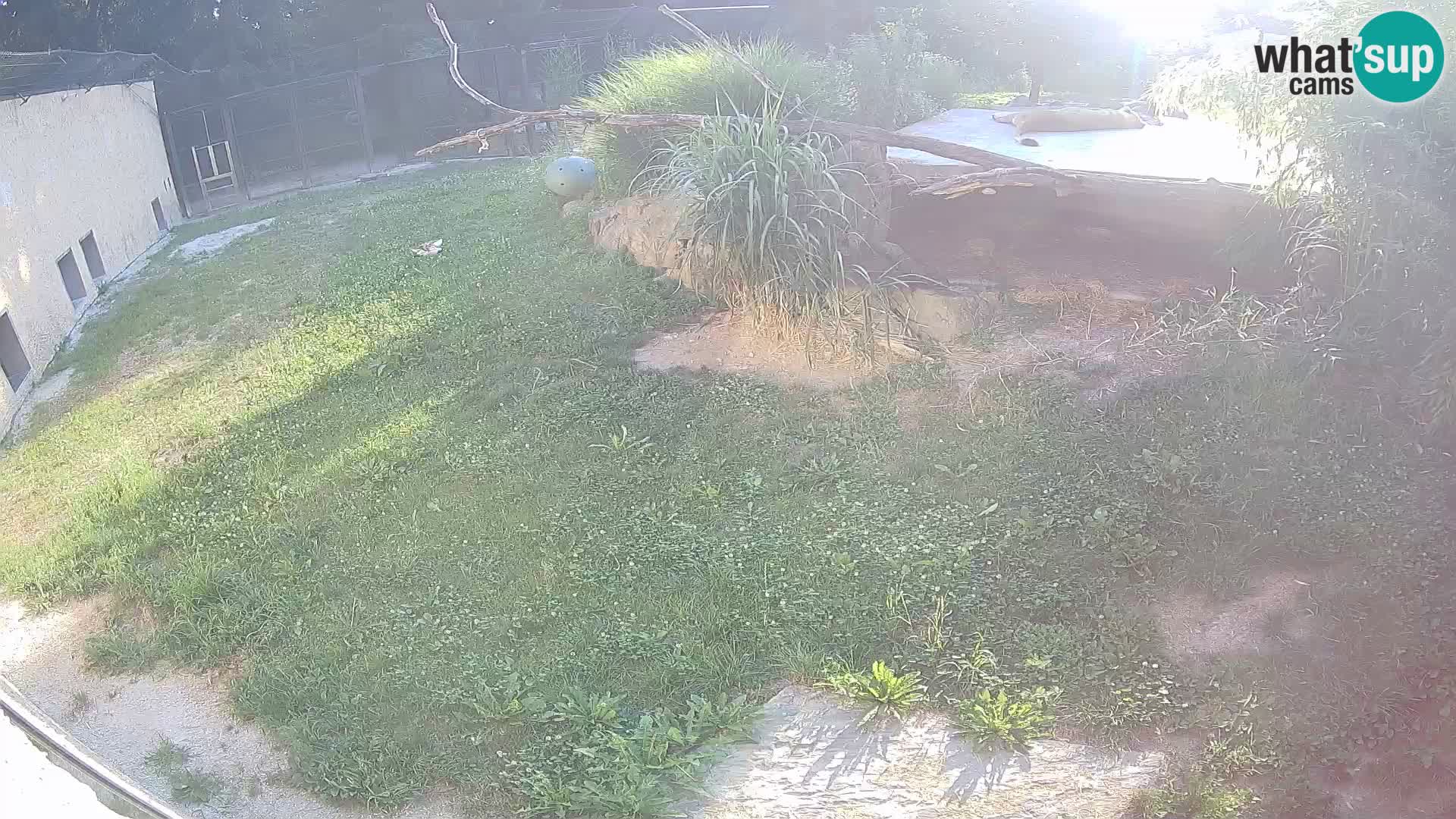 LION live Webcam in Ljubljana Zoo – Slovenia