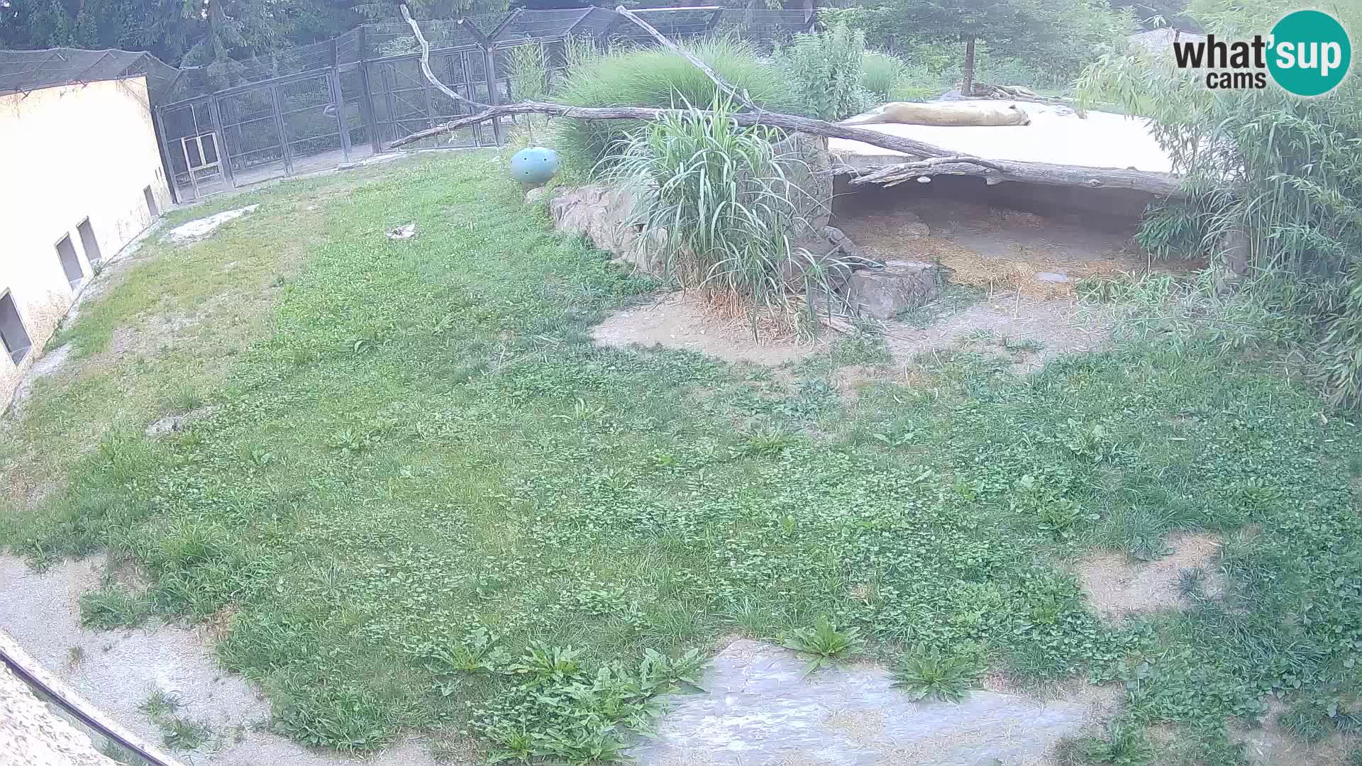 Löwe live Webcam im Zoo von Ljubljana – Slowenien