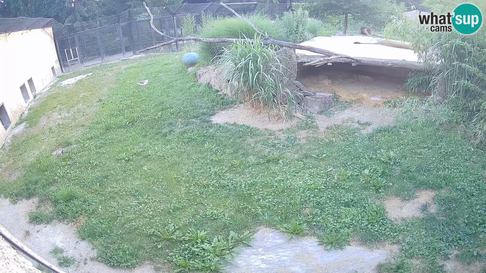 Lavovi web kamera uživo u ljubljanskom zoološkom vrtu – Slovenija