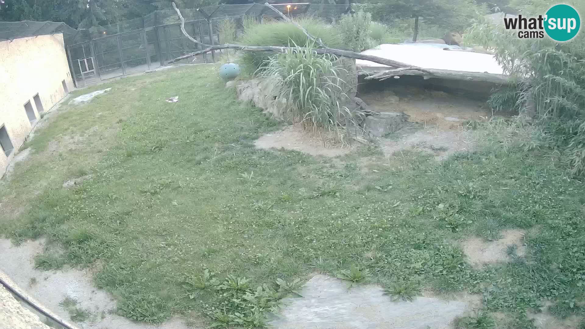 Löwe live Webcam im Zoo von Ljubljana – Slowenien