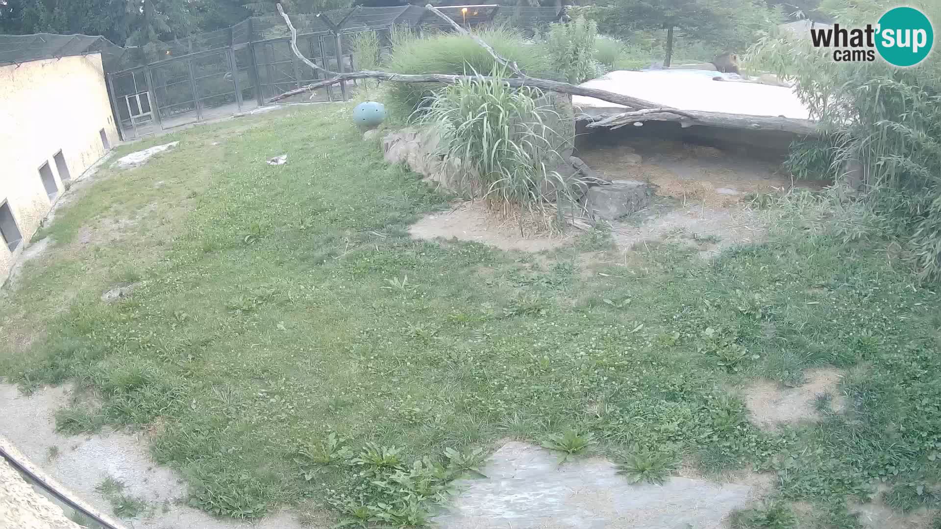 LEON Webcam en vivo en Ljubljana Zoo – Eslovenia
