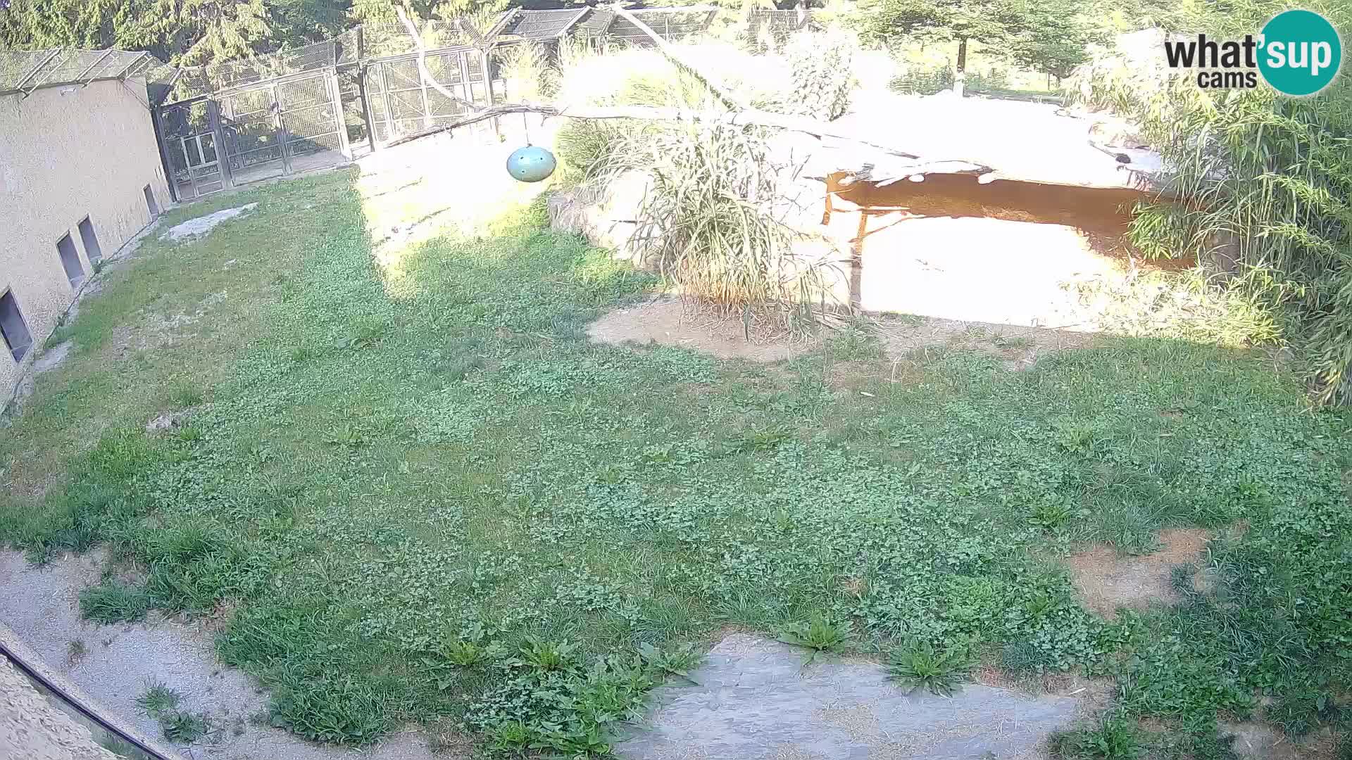 LION live Webcam in Ljubljana Zoo – Slovenia