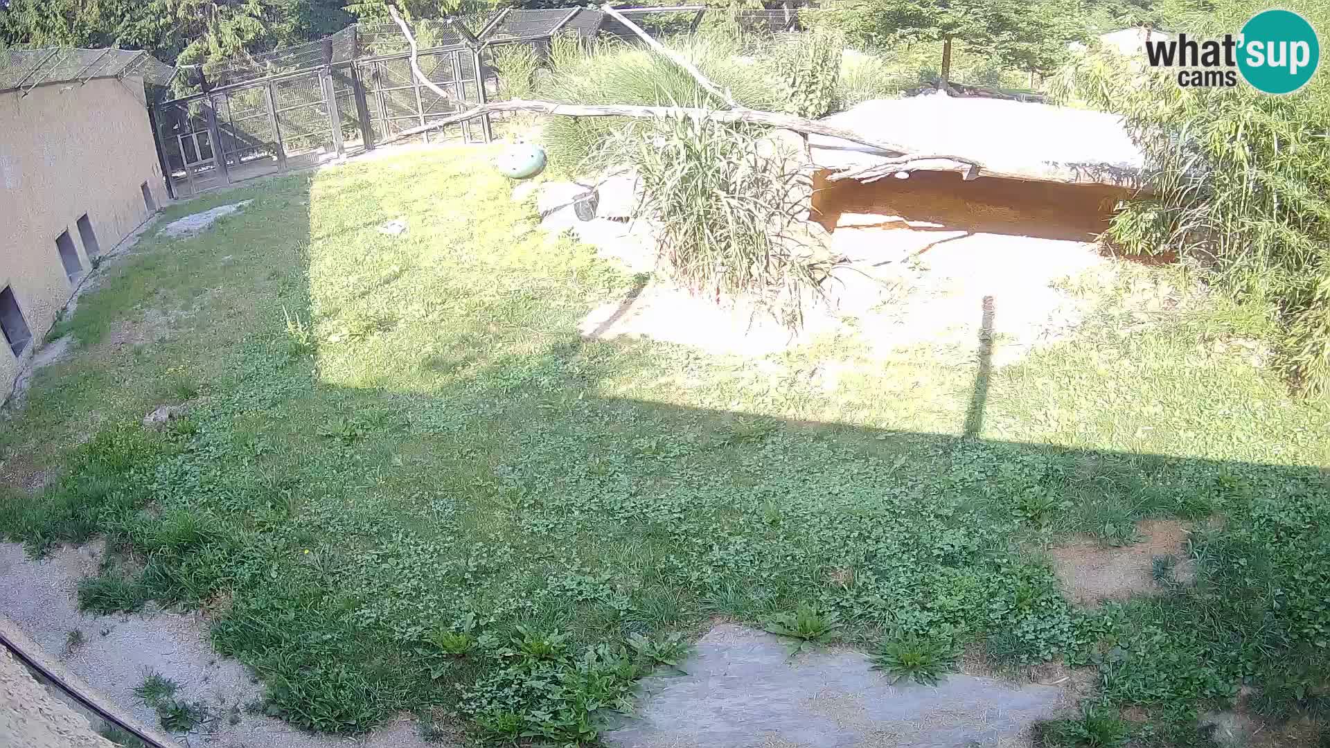 LION live Webcam in Ljubljana Zoo – Slovenia