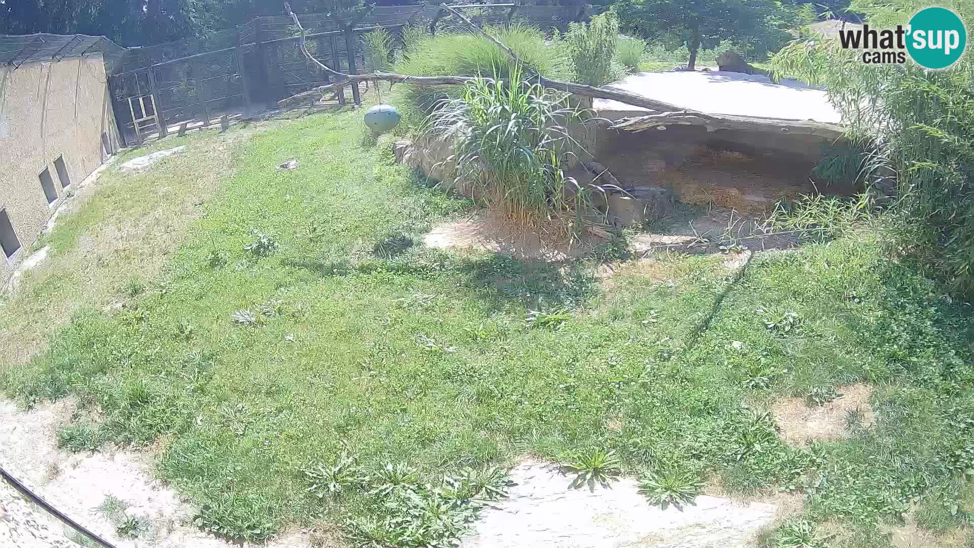 LION live Webcam in Ljubljana Zoo – Slovenia
