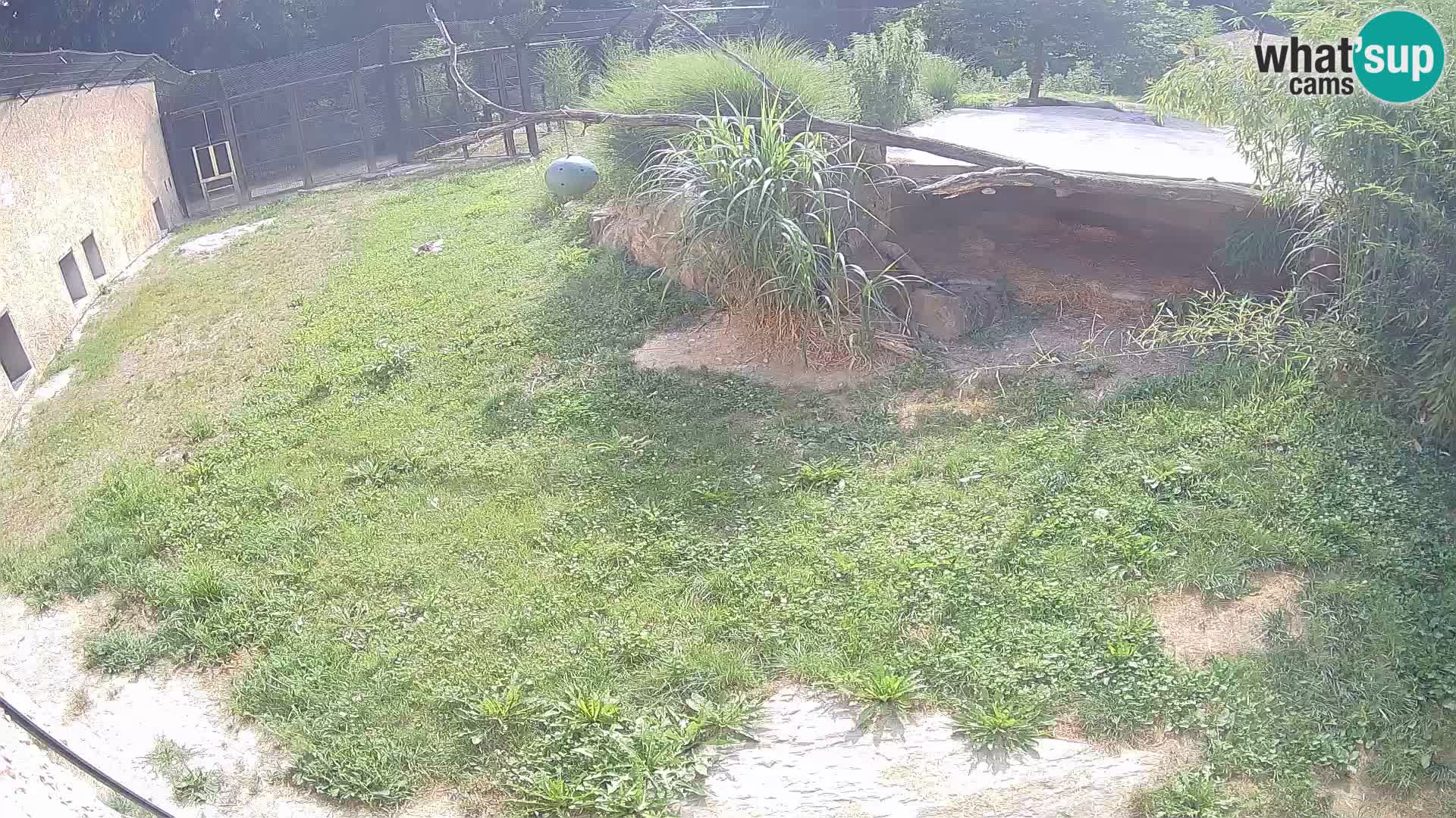 LION live Webcam in Ljubljana Zoo – Slovenia
